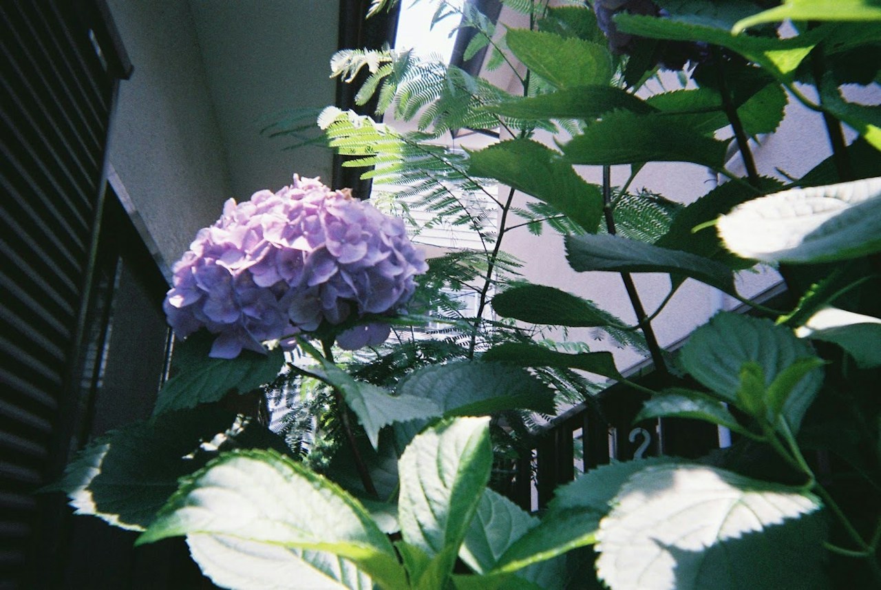 Image by miho