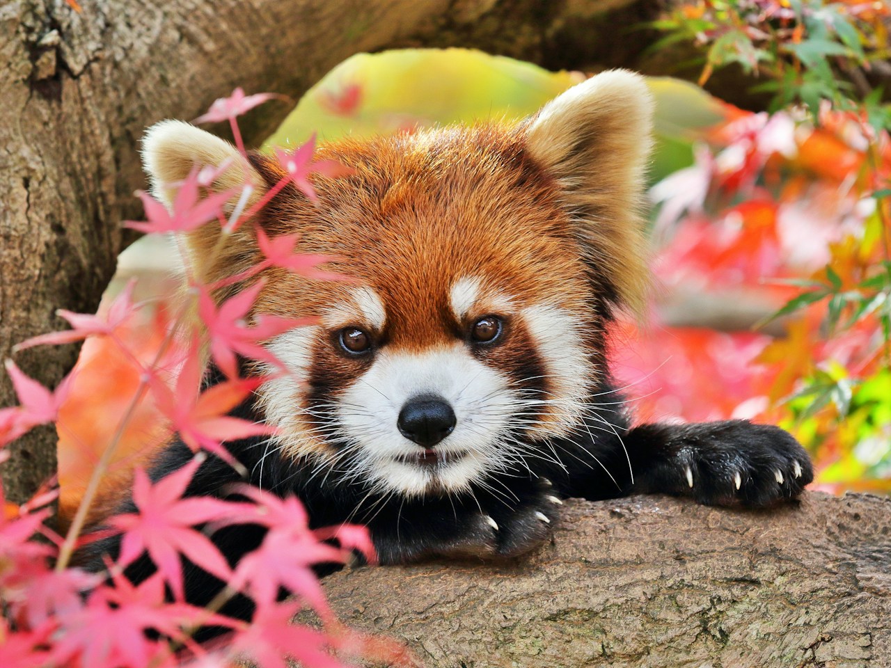 Tipps zum Fotografieren von Tieren im Zoo | Focus #263