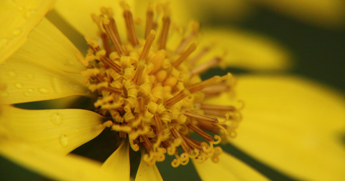 #Macro | Esplora il mondo microscopico con l'obiettivo macro | Focus #299