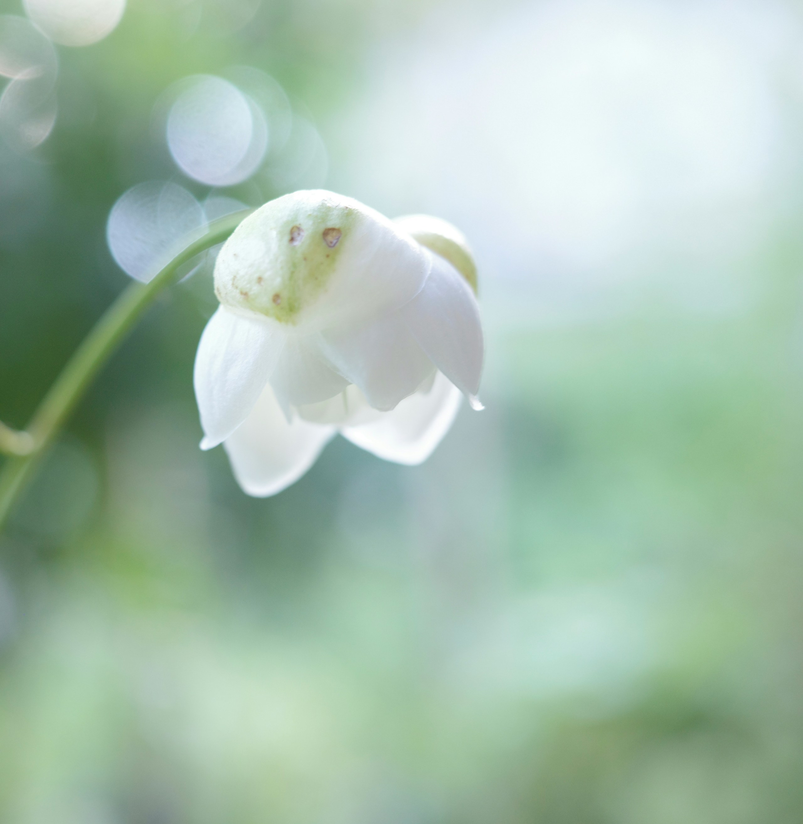 2024-04-life-with-plants-image-6