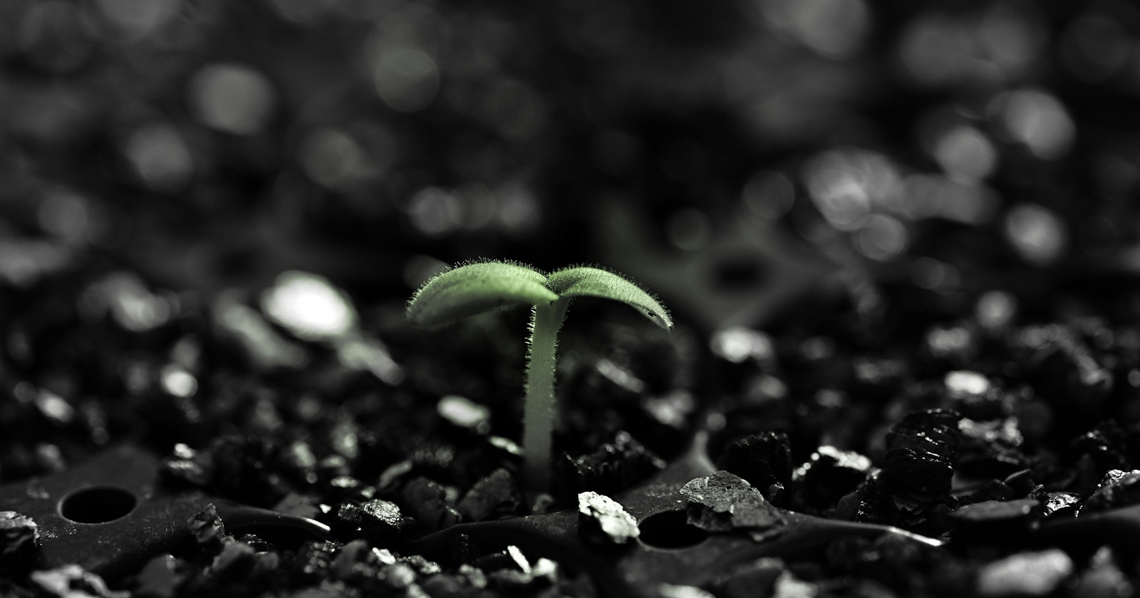 #Growth | Capturing Growth Through Photography | Focus #391