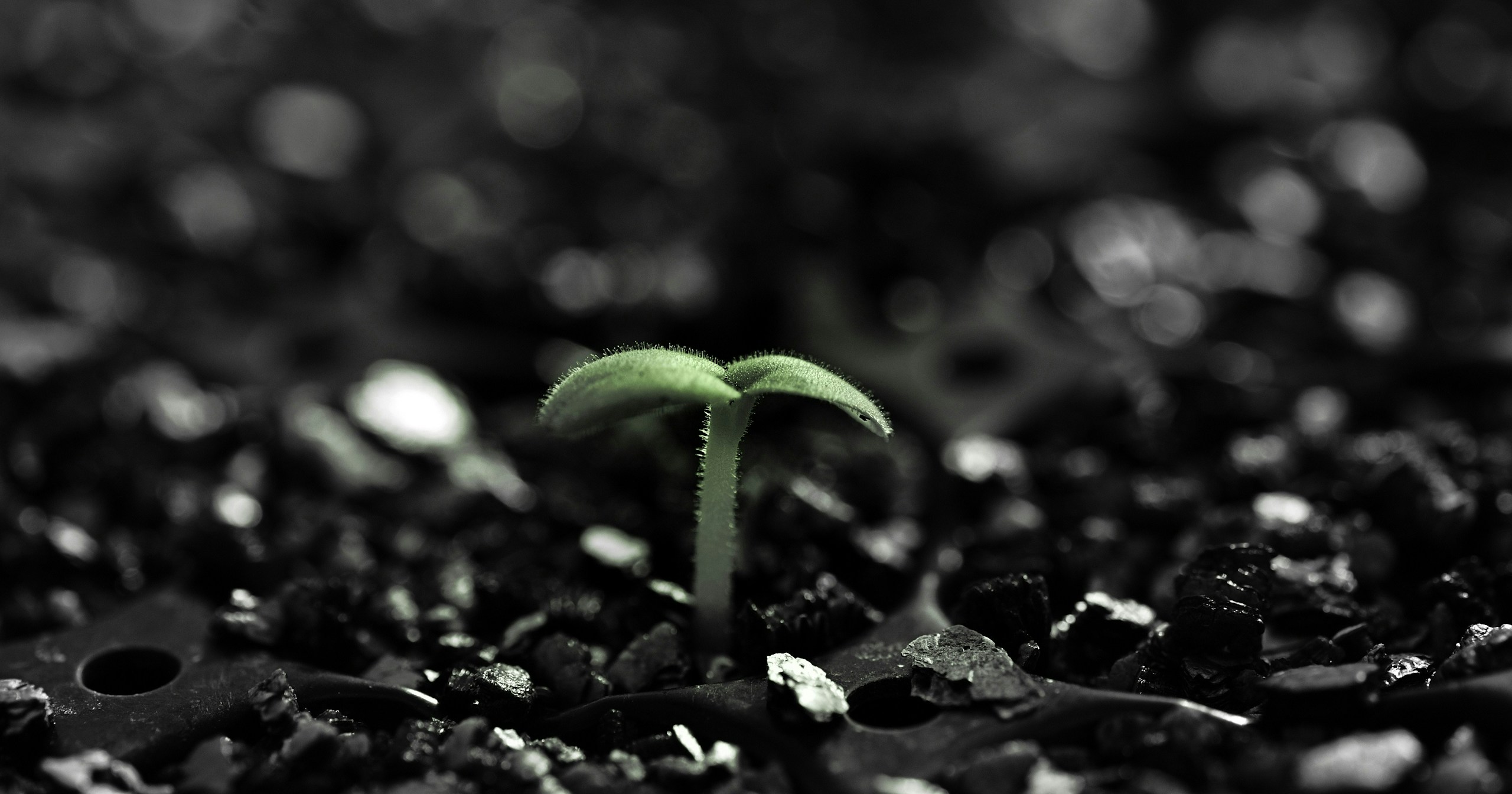 #Growth | Capturing Growth Through Photography | Focus #391