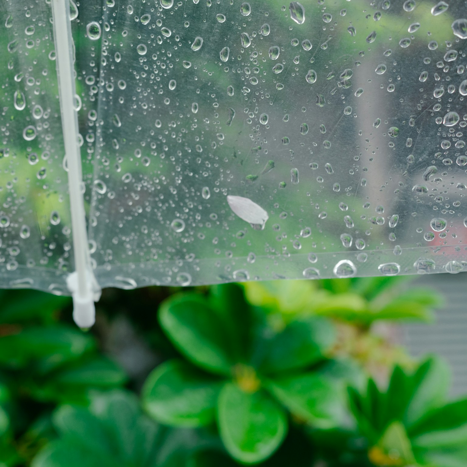 2024-05-rain-cover-image