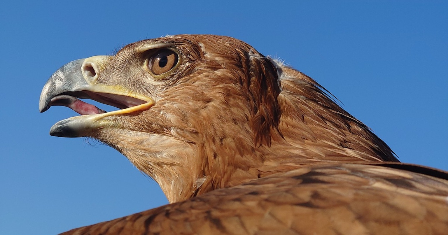 2023-10-world-animal-day-cover-image