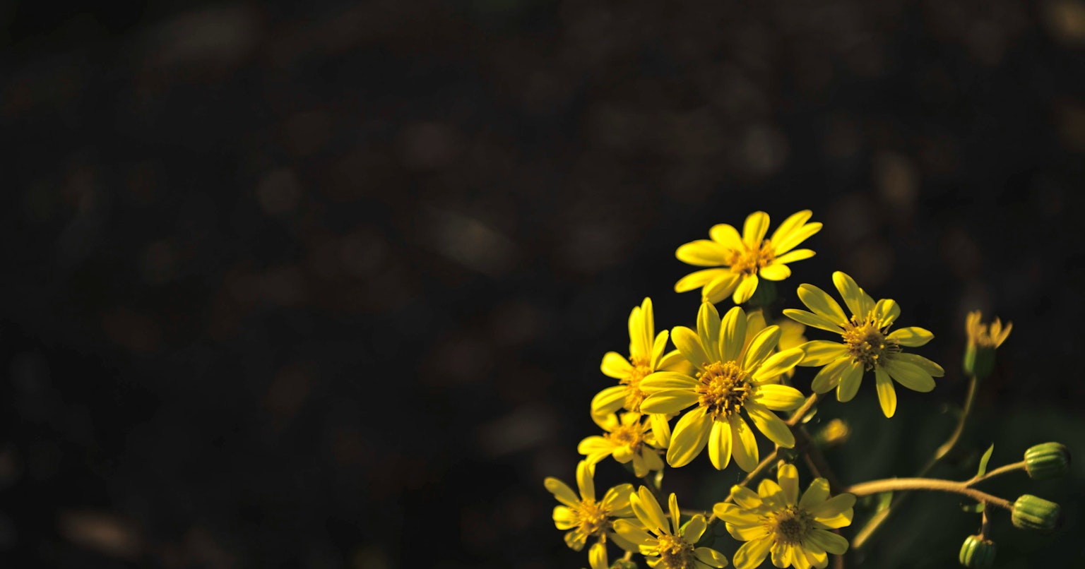 2025-11-getty-perplexity-deal-cover-image