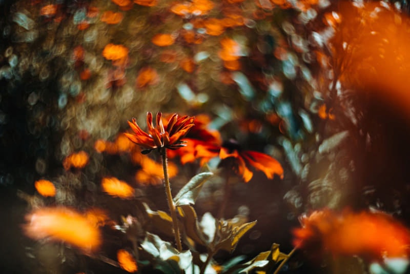 2024-03-biotar-75mm-image-9