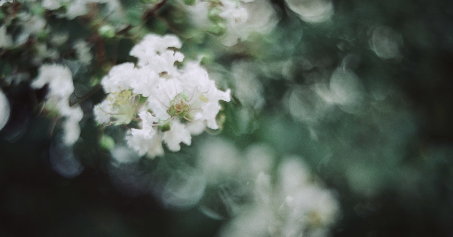 2024-10-bokeh-photo-techniques-cover-image