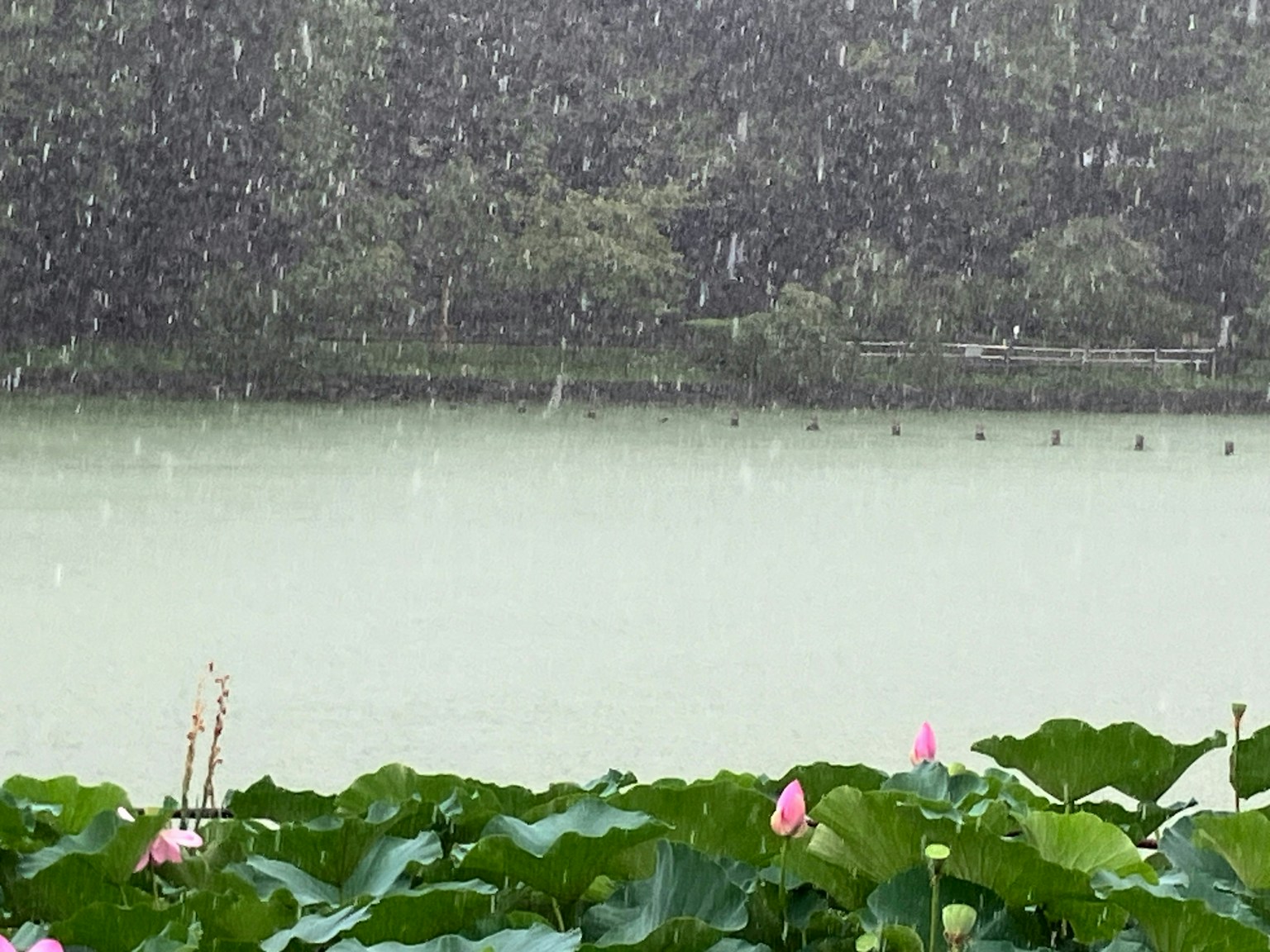 2025-12-parks-vibes-award-image-36