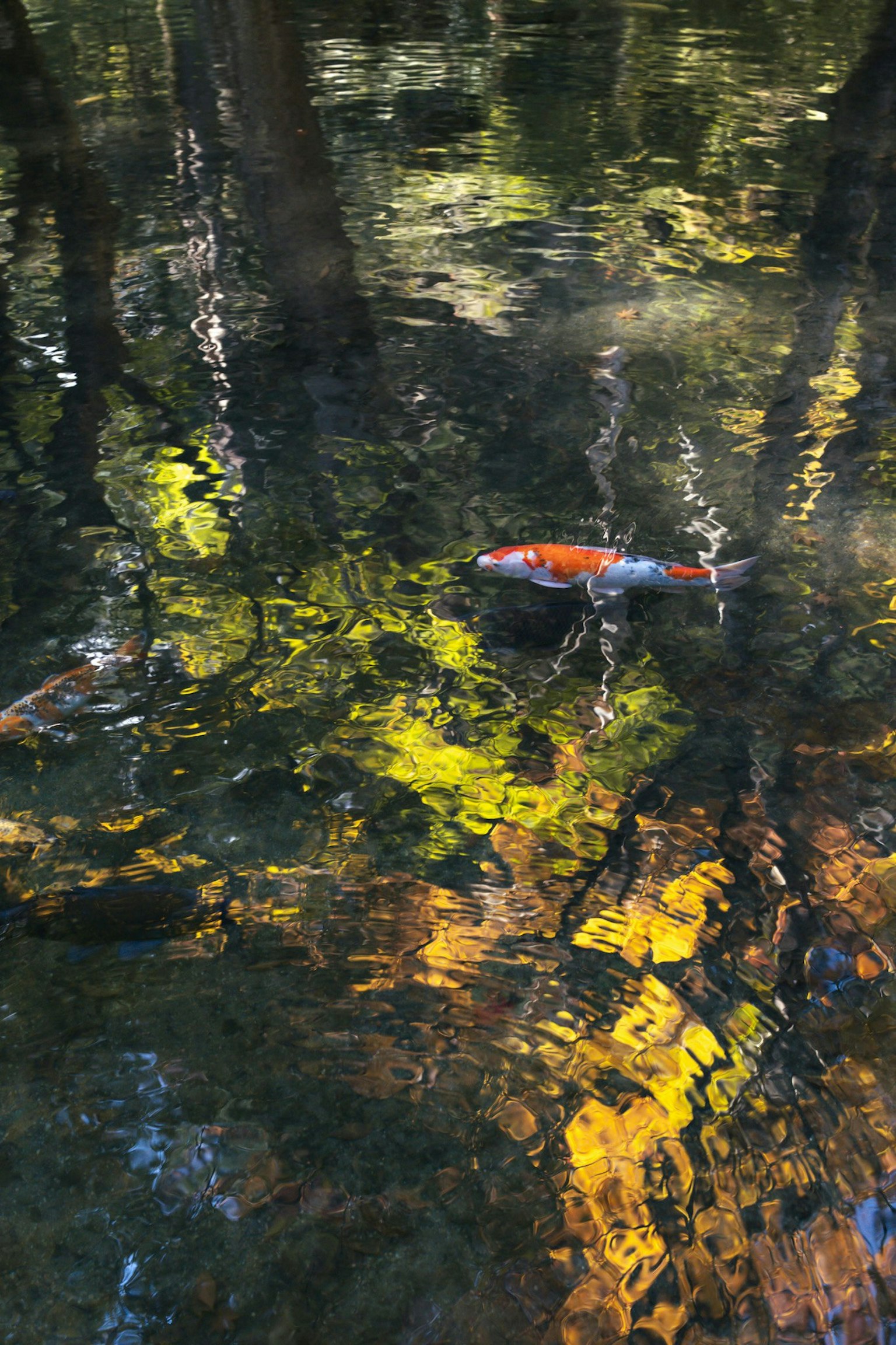 2025-11-first-autumn-shoot-image-12