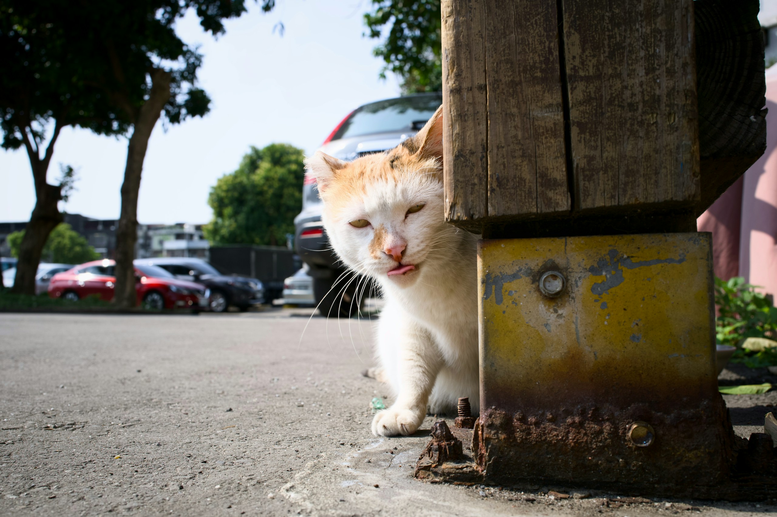 2026-04-find-new-pieces-cat-image-88