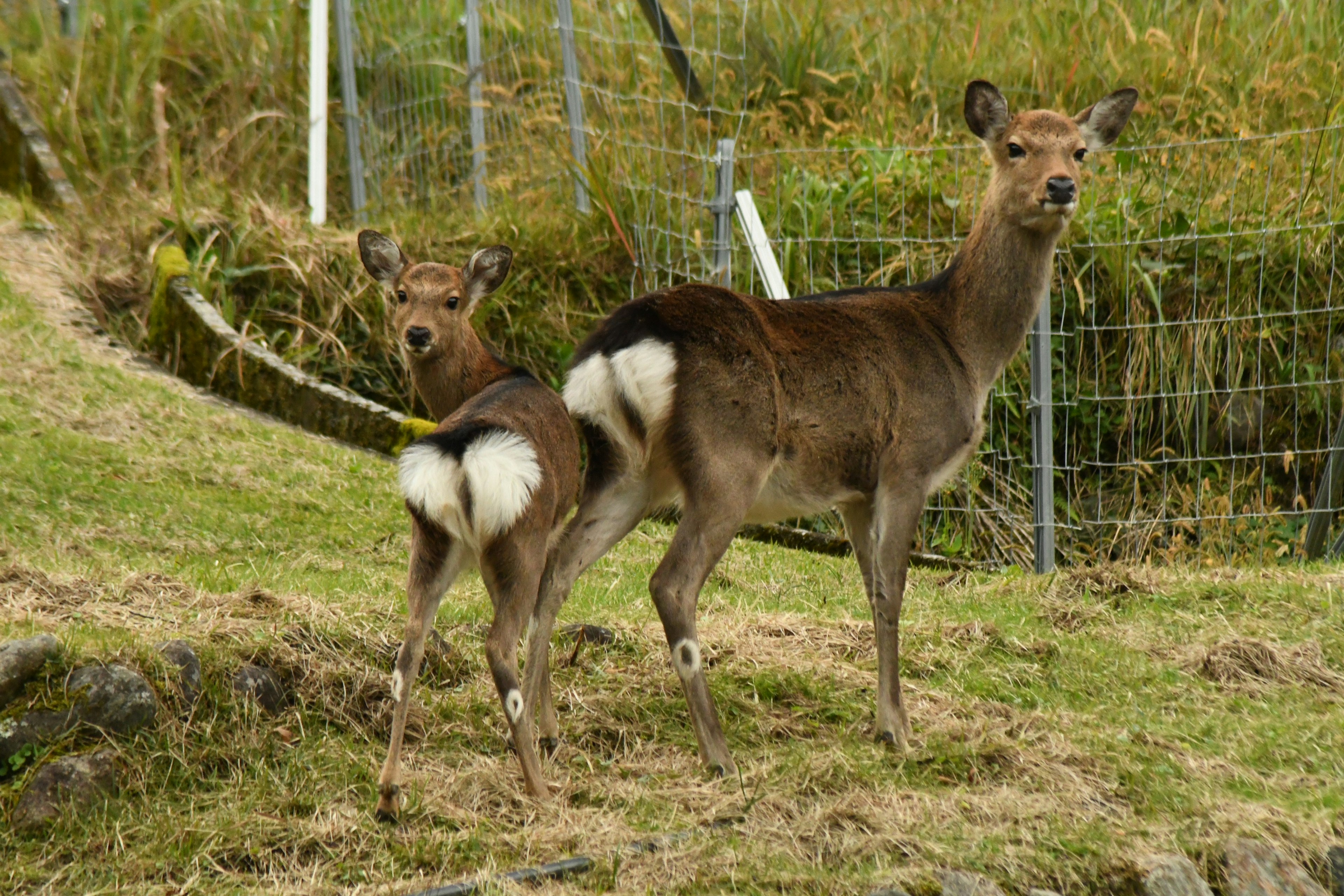 2023-11-world-animal-day-award-image-6