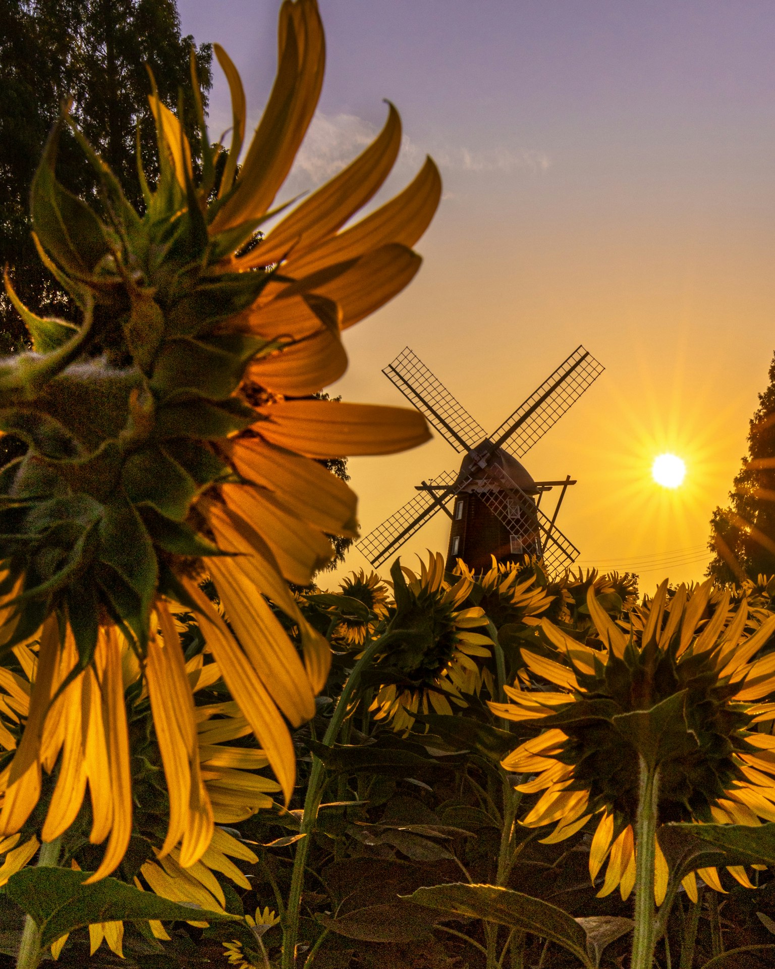 2024-08-sunflower-photography-in-japan-image-22