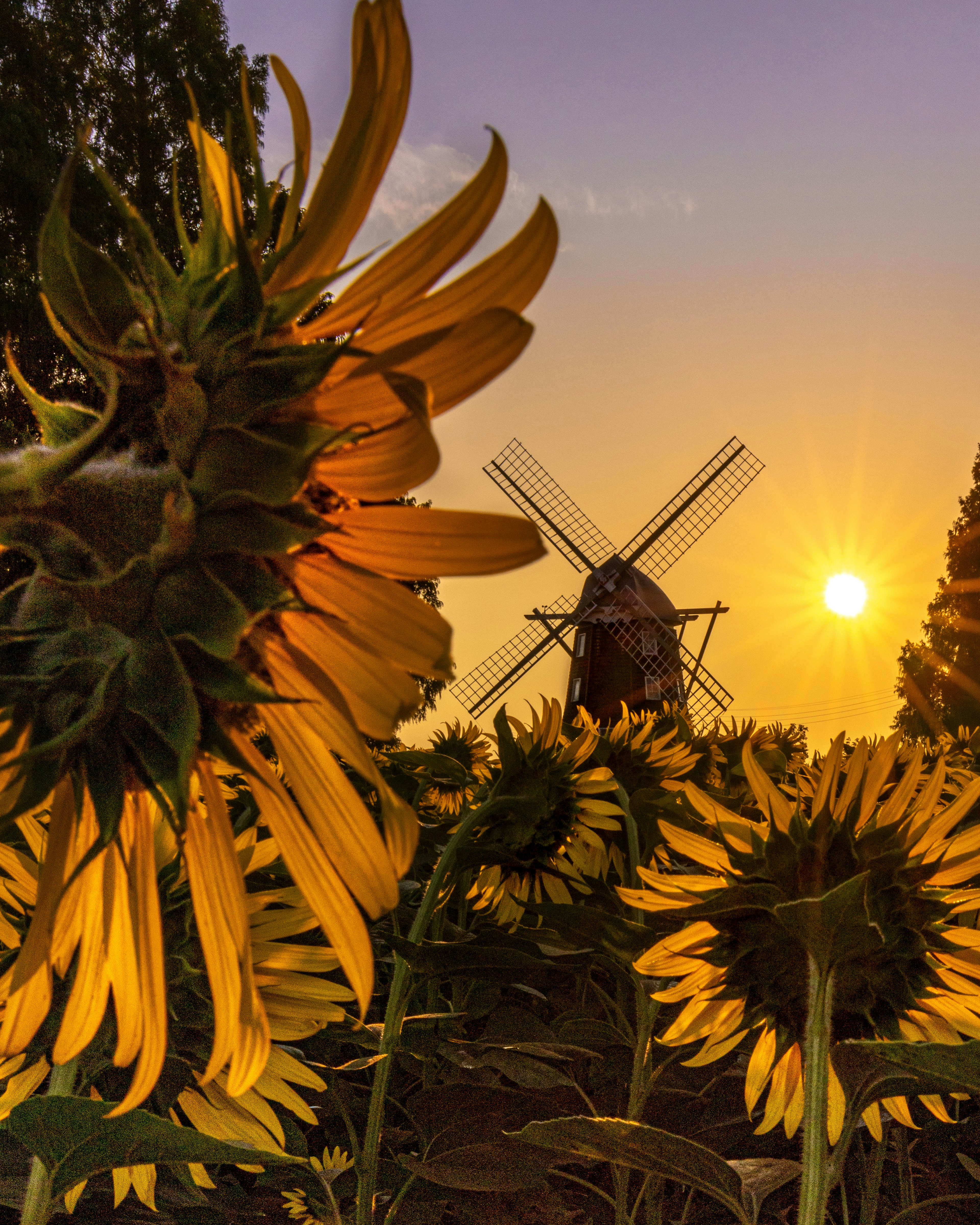 2024-08-sunflower-photography-in-japan-image-22