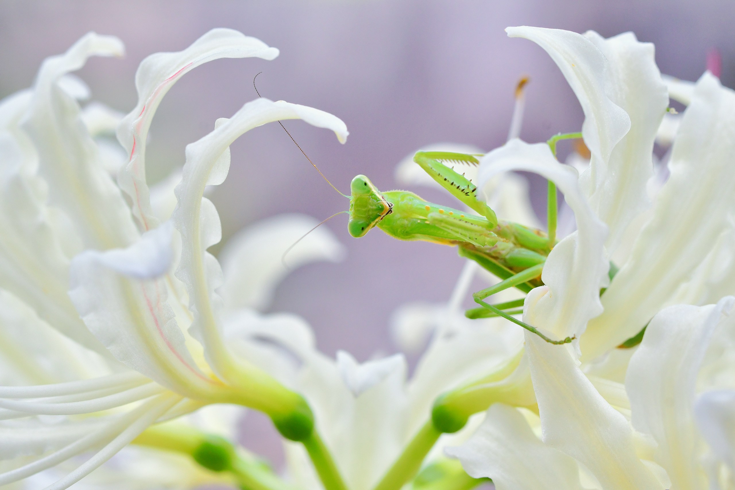 Photo by masakun