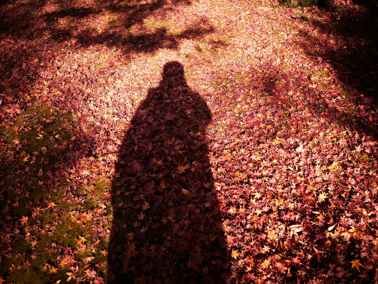 2024-04-shadow-report-image-7