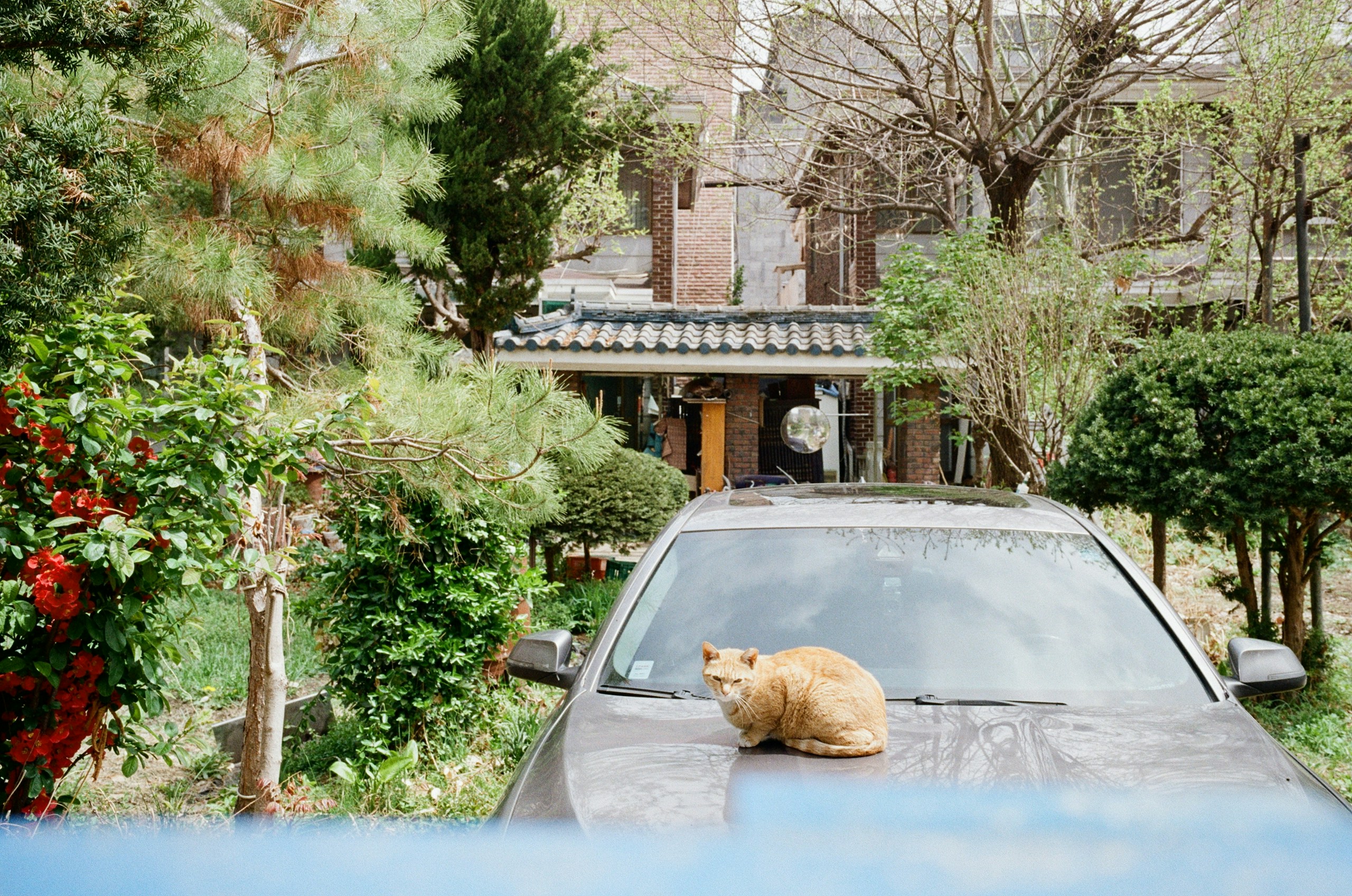 2026-04-find-new-pieces-cat-image-100