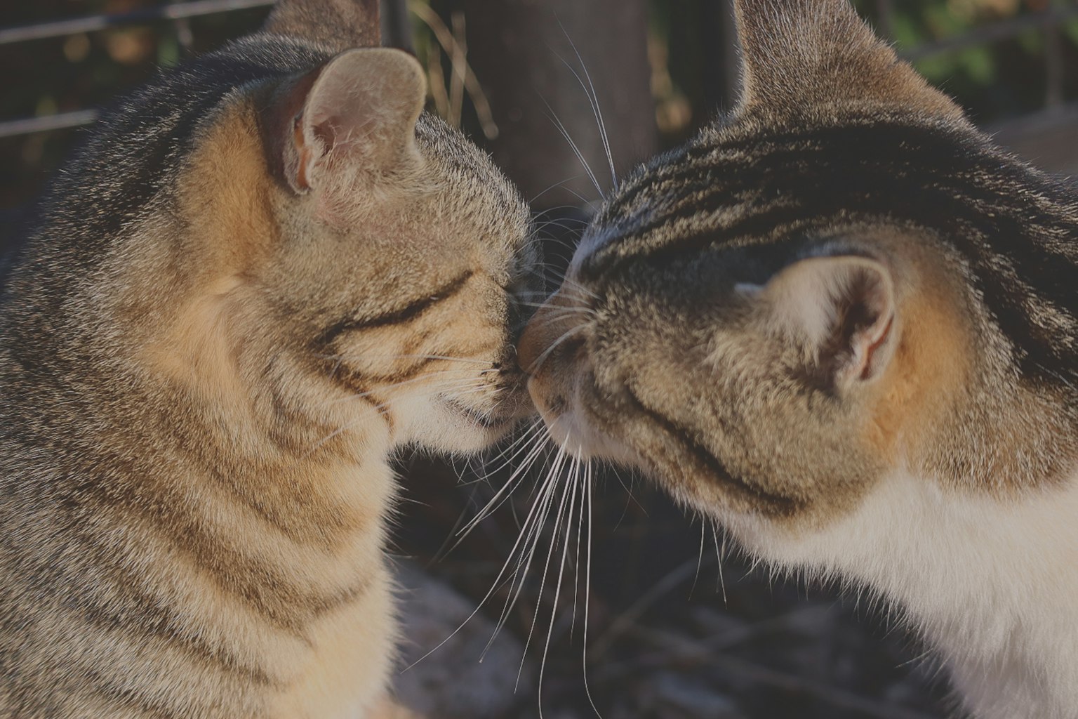 2024-02-cat-day-image-6