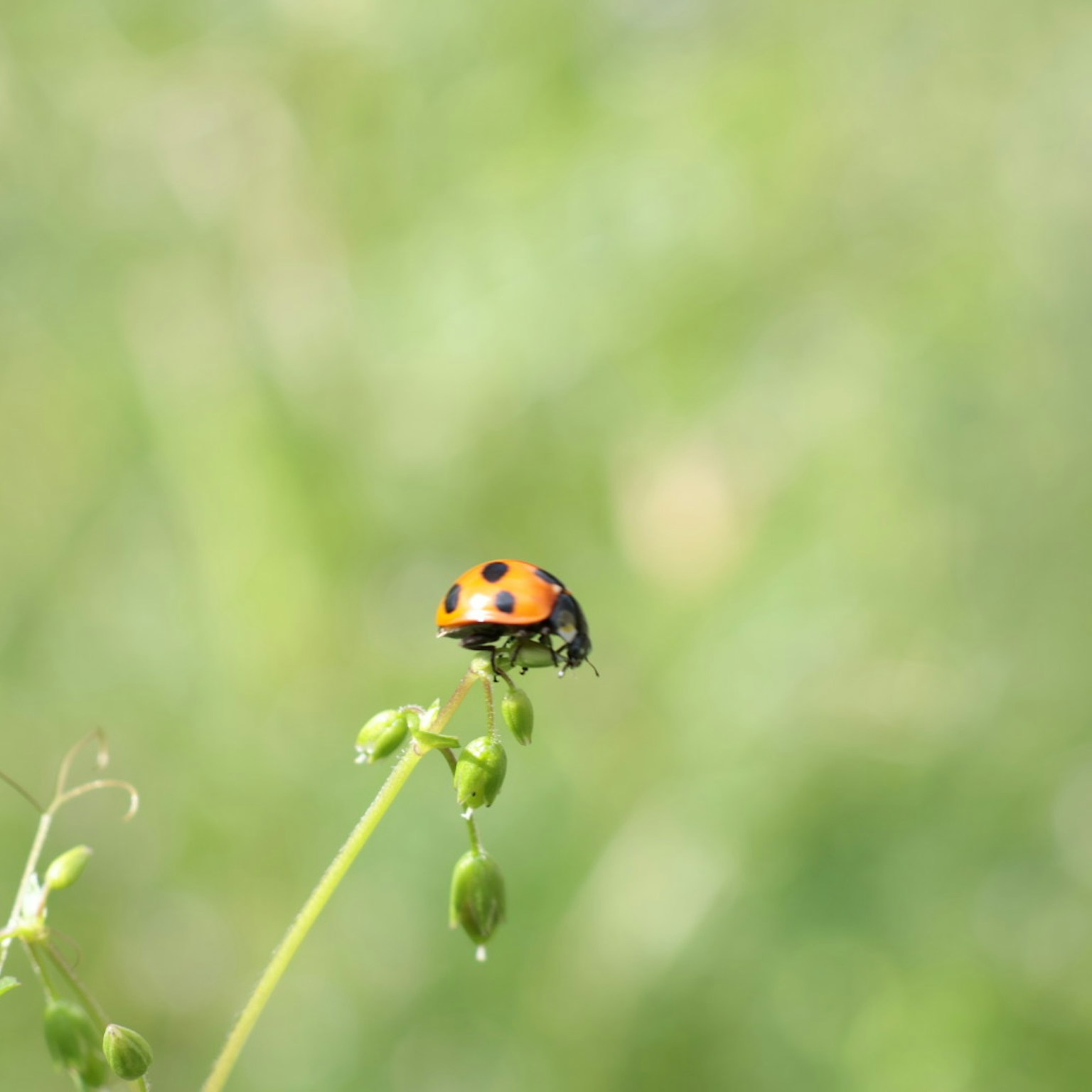 2024-04-macro-world-of-insects-cover-image