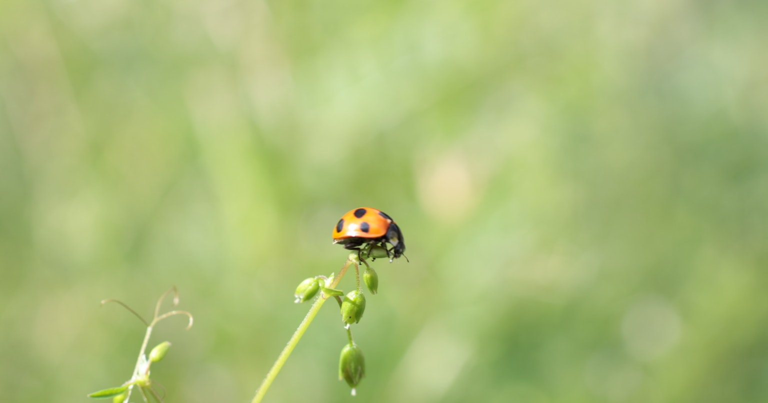 2024-04-macro-world-of-insects-cover-image