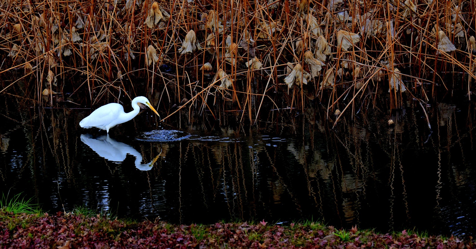 2024-08-100-years-of-future-blooms-cover-image