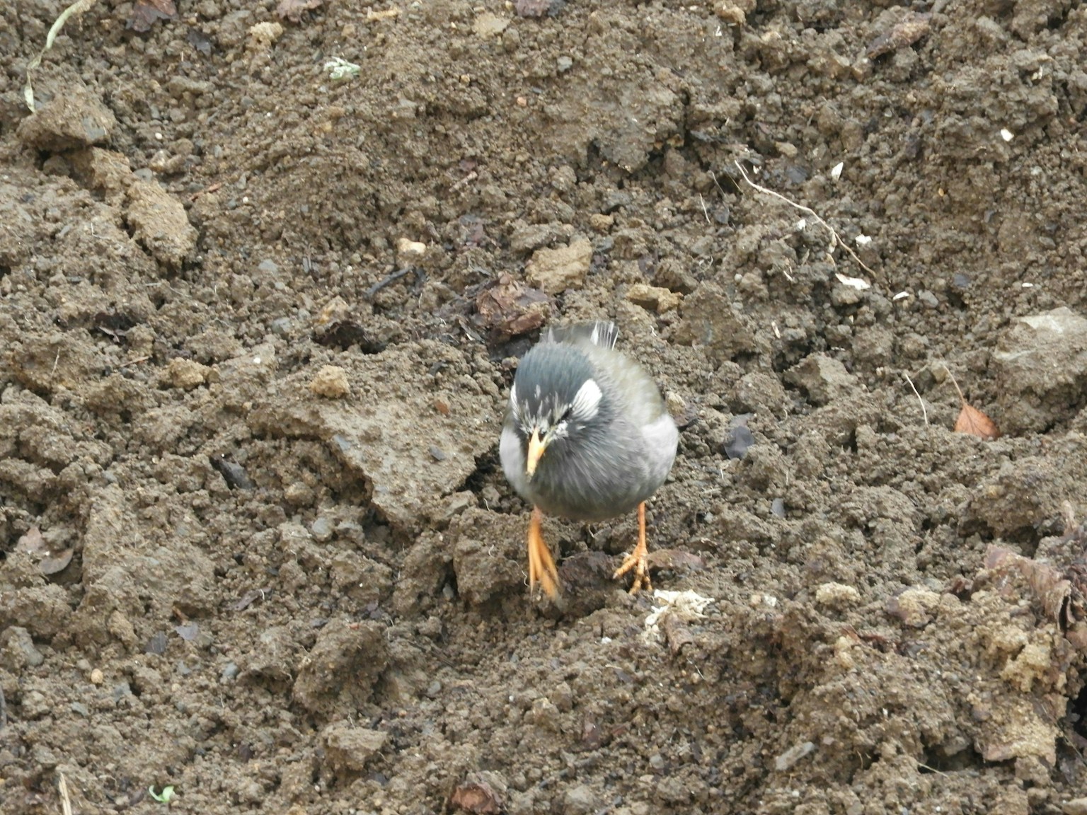 2025-03-bird-report-image-5