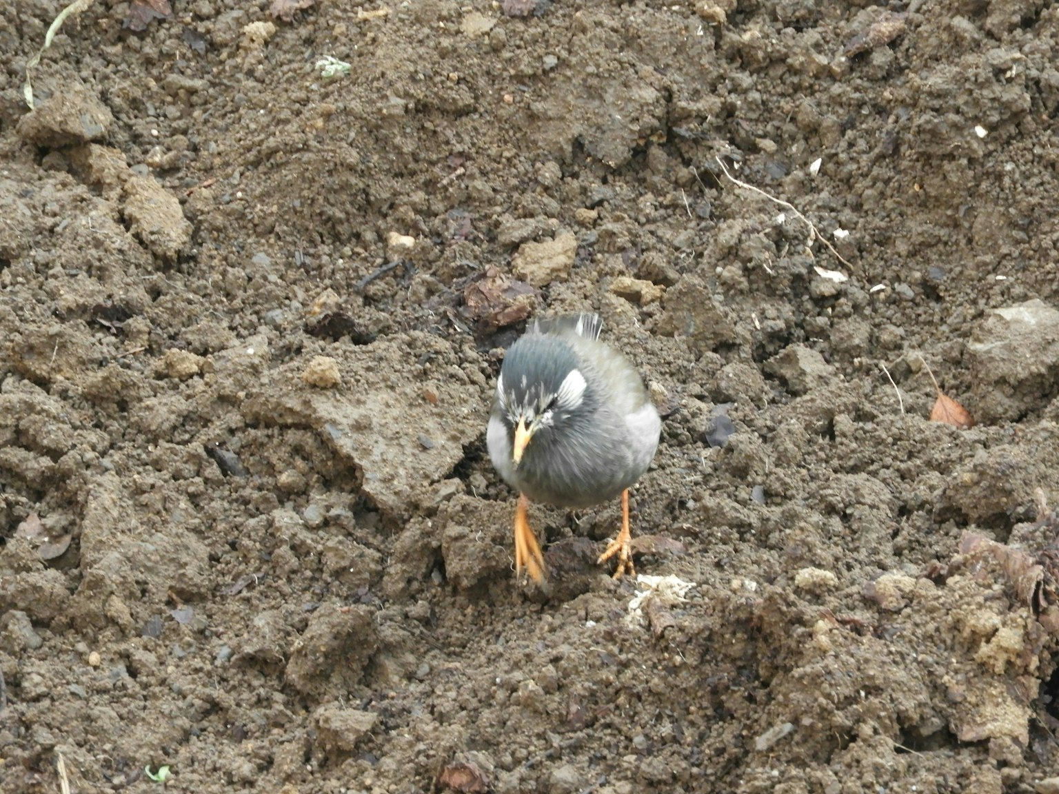 2025-03-bird-report-image-5