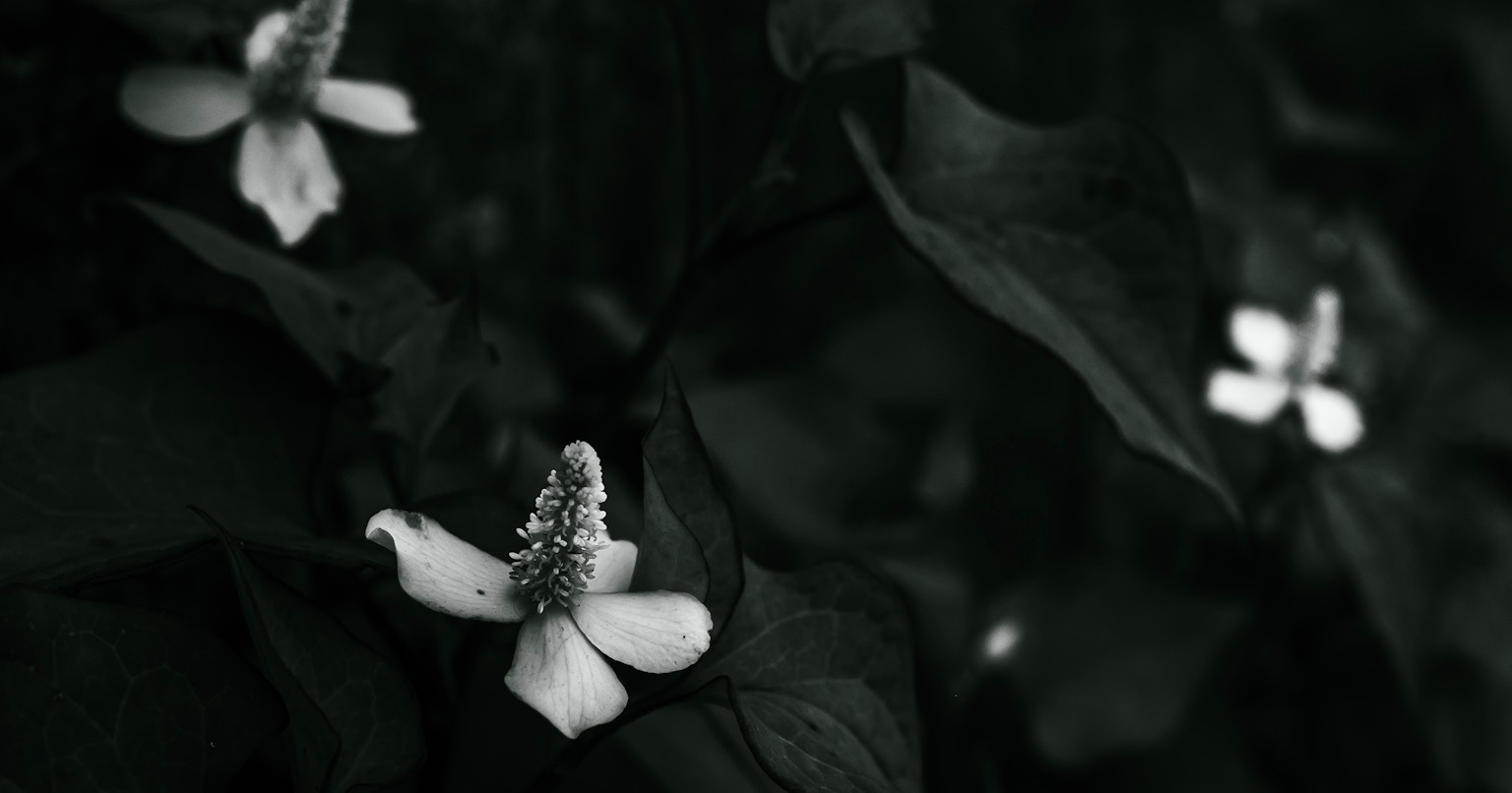 2024-07-how-to-take-flower-cover-image