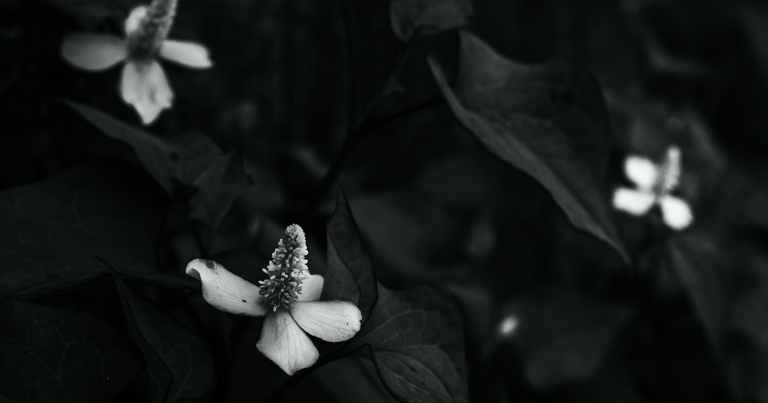 2024-07-how-to-take-flower-cover-image