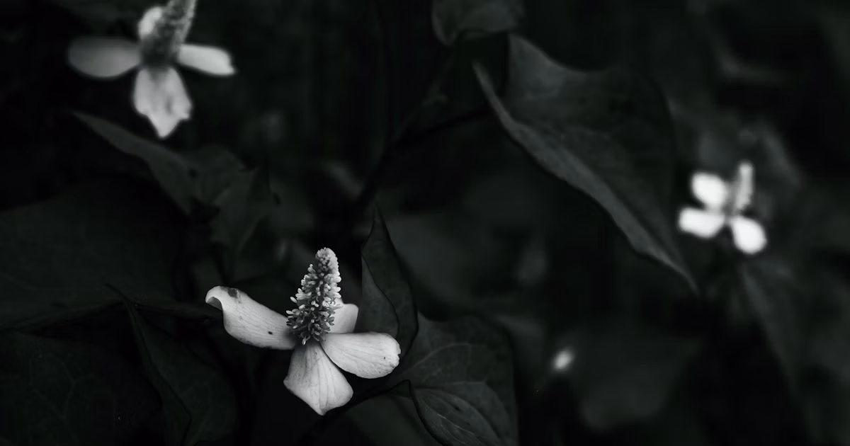 La photographie de fleurs est-elle difficile ? 4 meilleures techniques | Focus #238