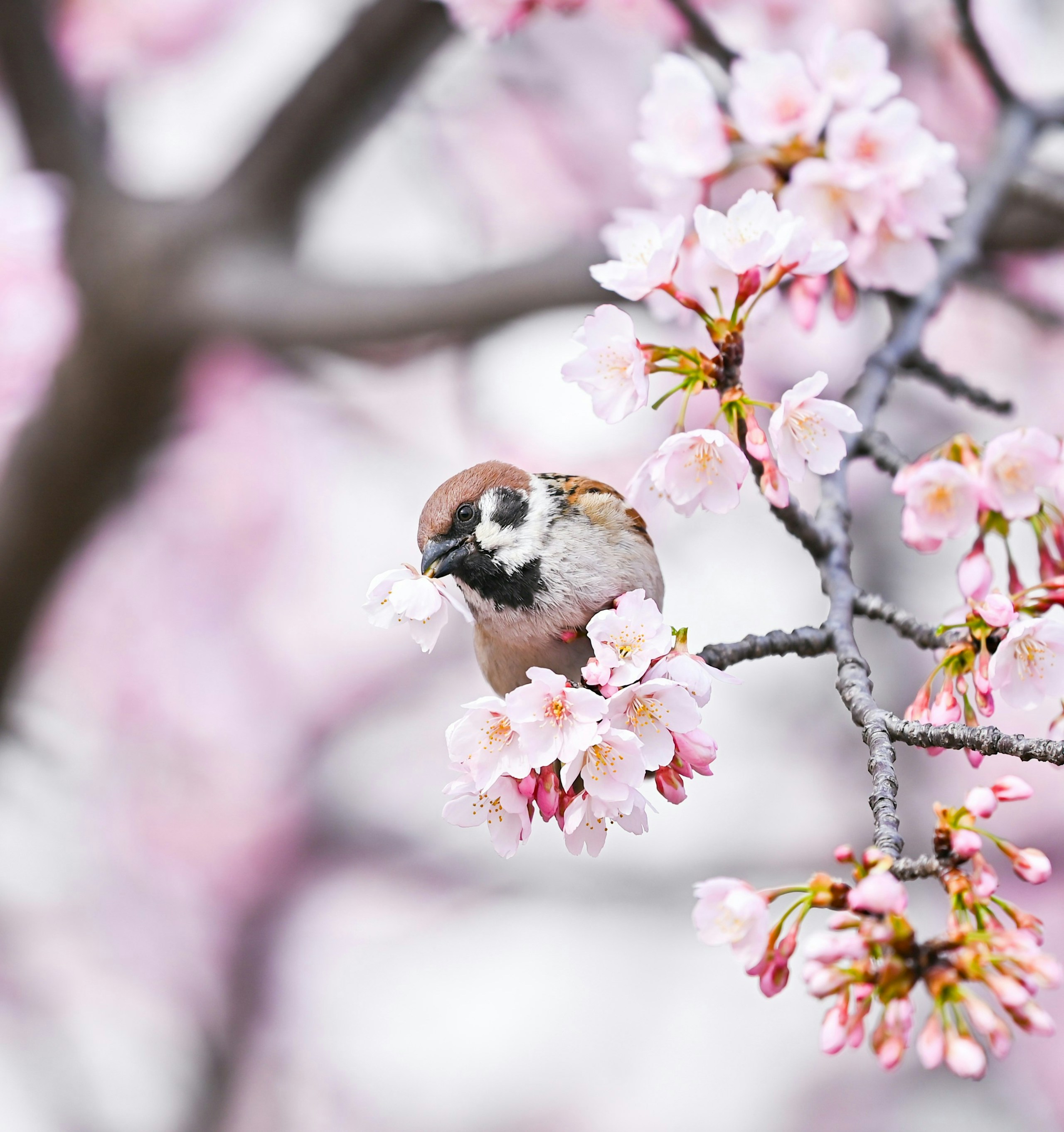 2025-09-seasonal-nature-award-image-15