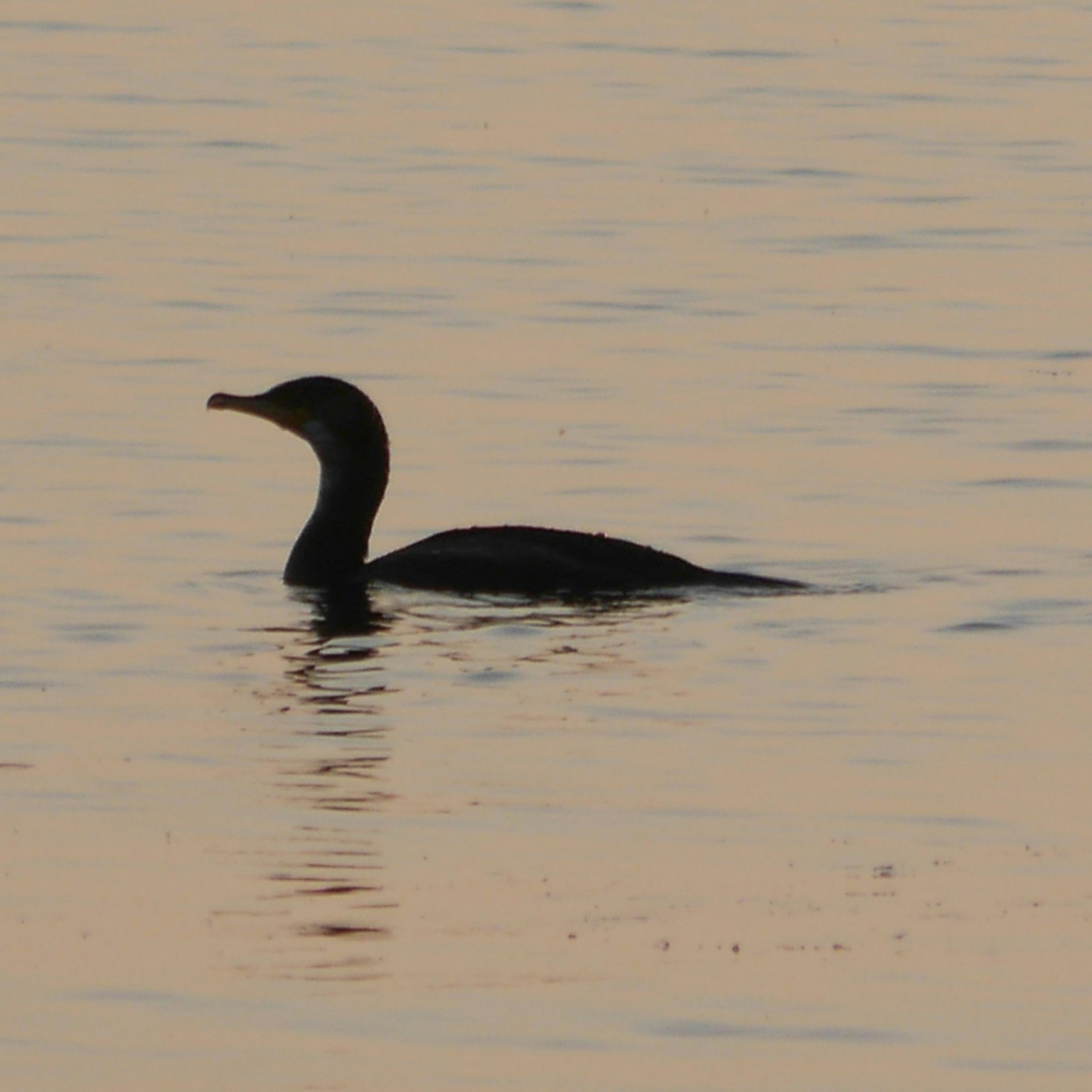 2025-04-miyuyu-lumix-dmc-g6-story-information-image-21