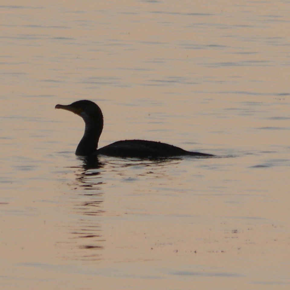 information-20-item-image