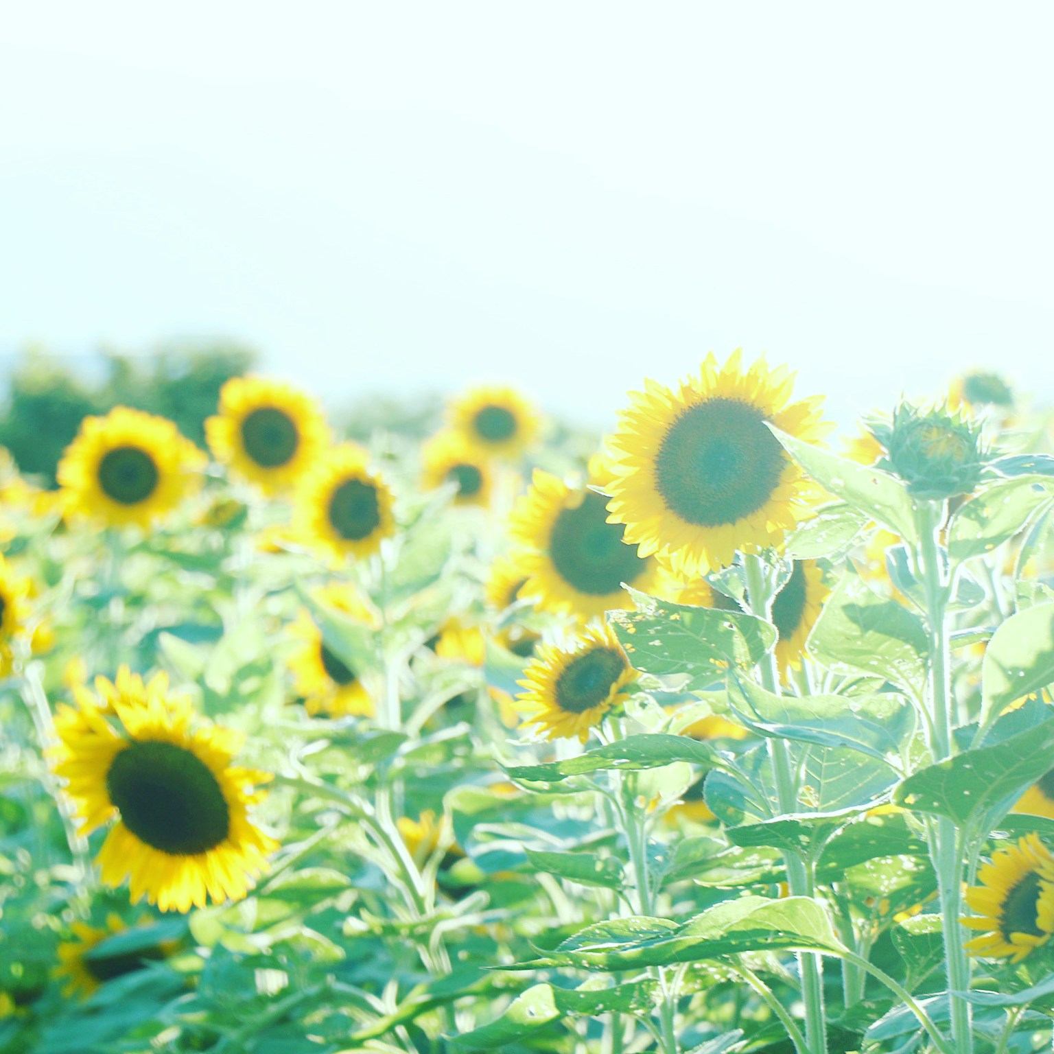 2024-05-summer-memory-cover-image