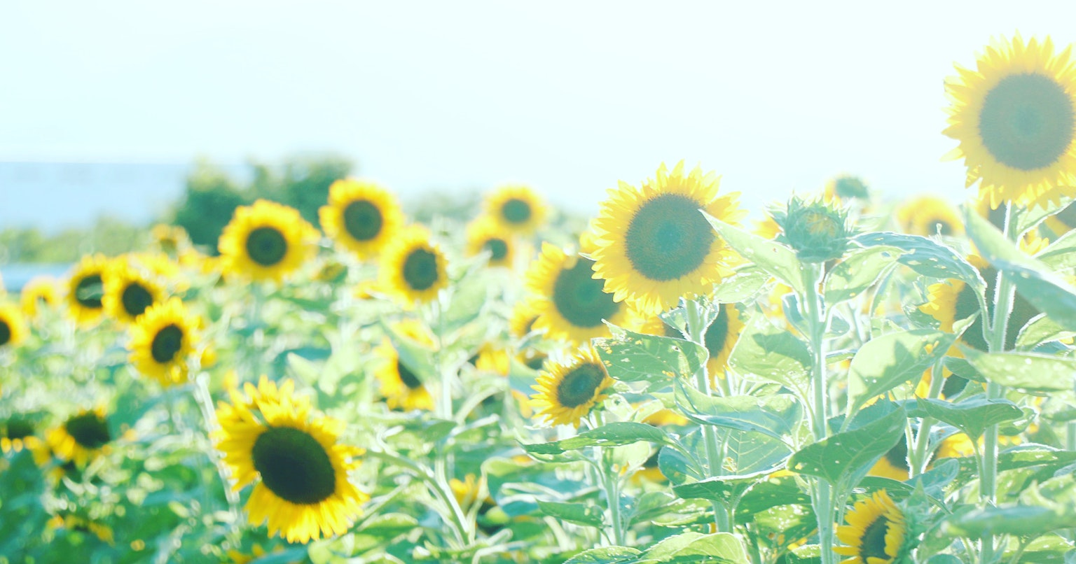 2024-05-summer-memory-cover-image