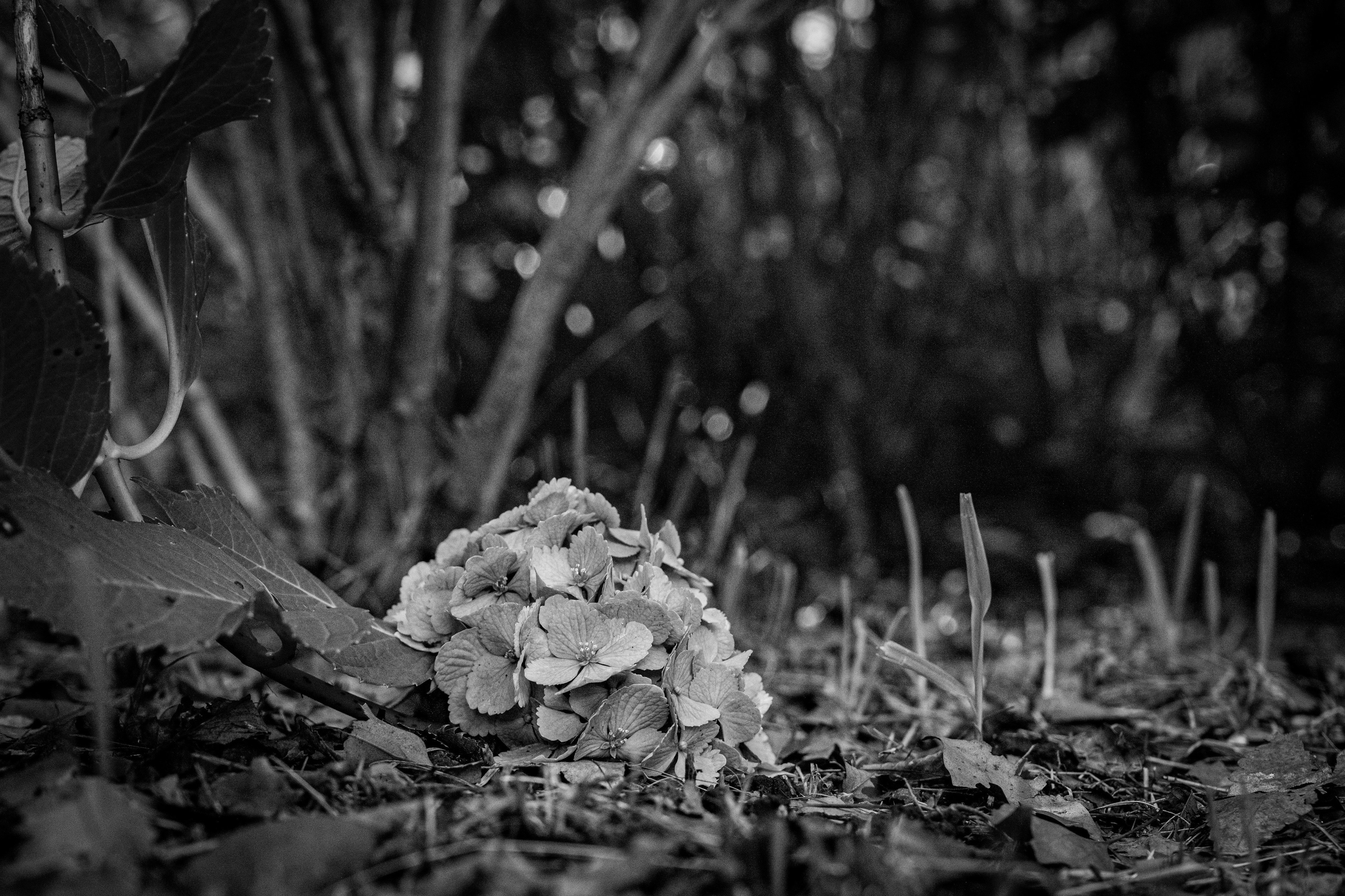 2024-09-monochrome-autumn-photography-image-9