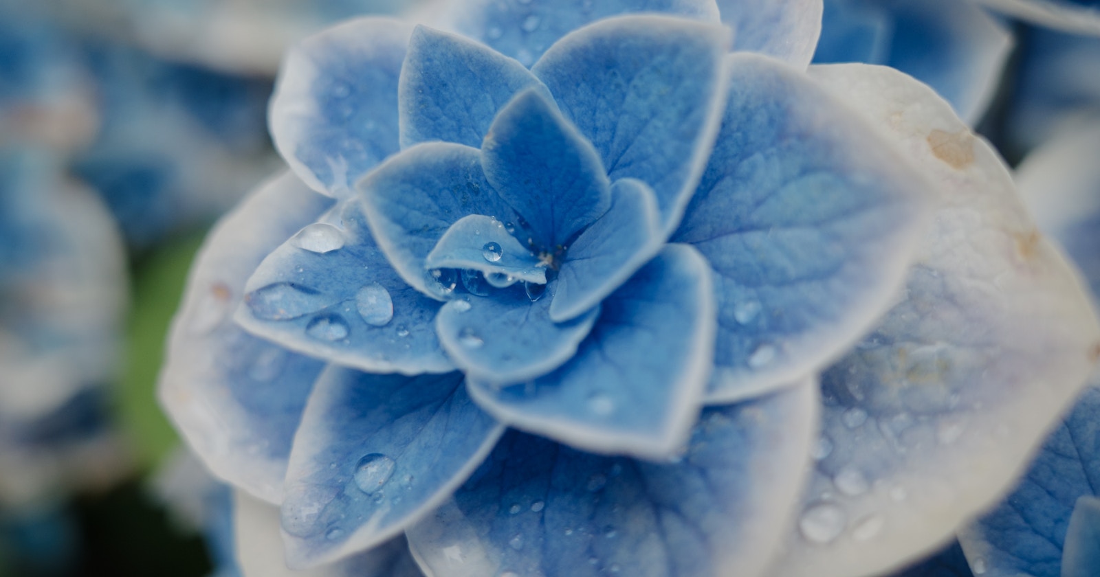 cizucu主宰『Blue Day』受獎發表 | Challenge #141