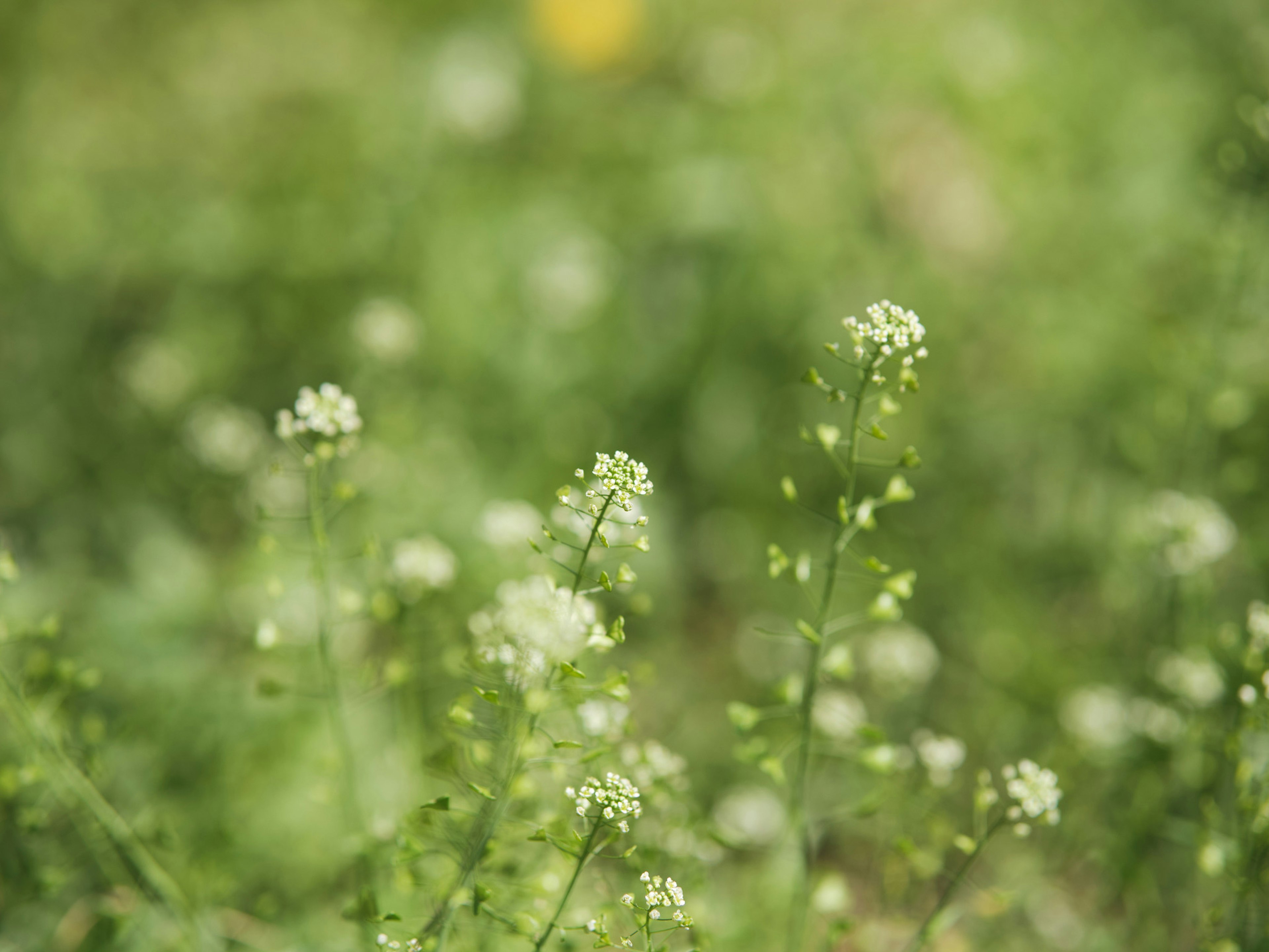 2024-05-focus-on-color-green-image-21