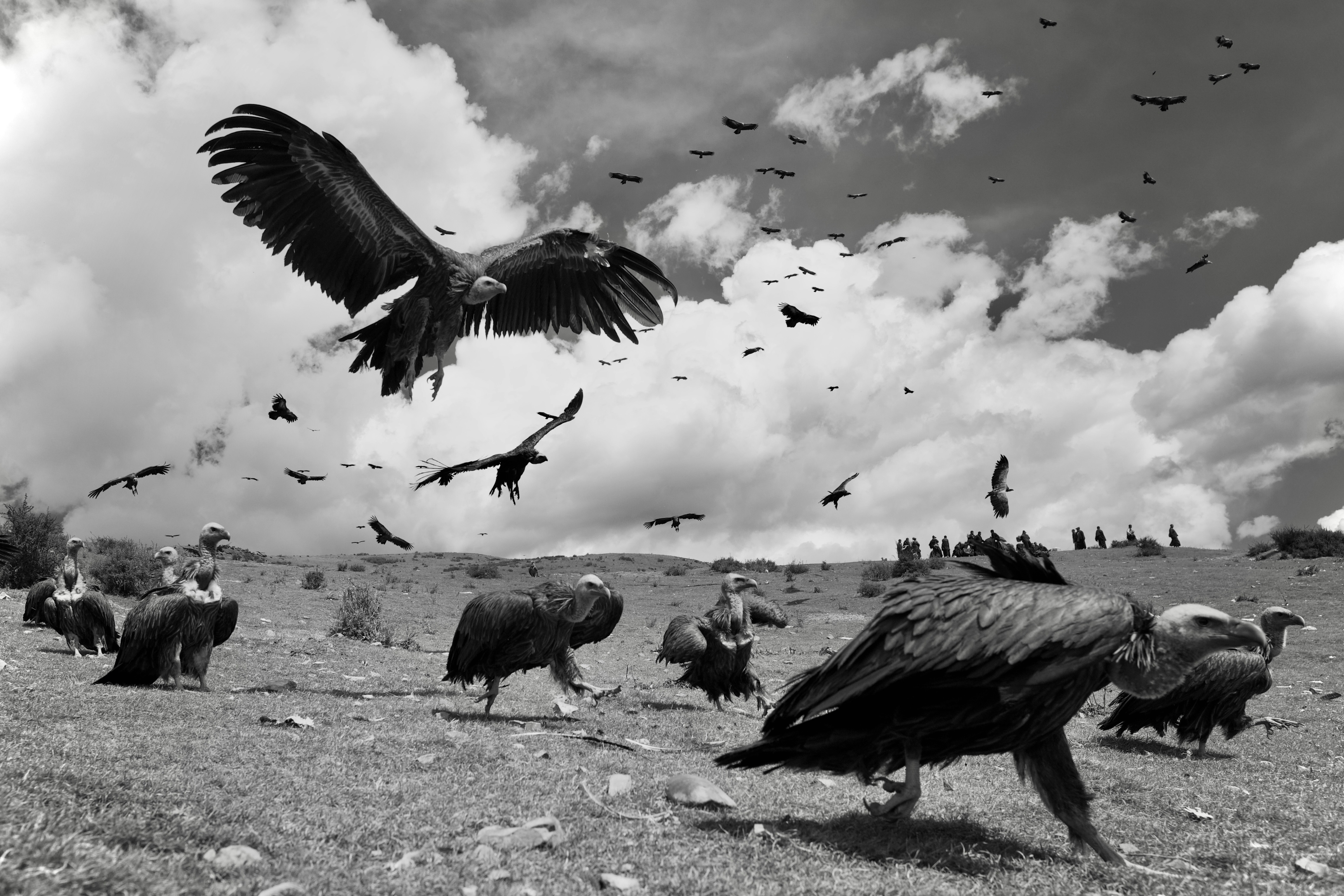 2026-07-find-new-pieces-wild-birds-image-22