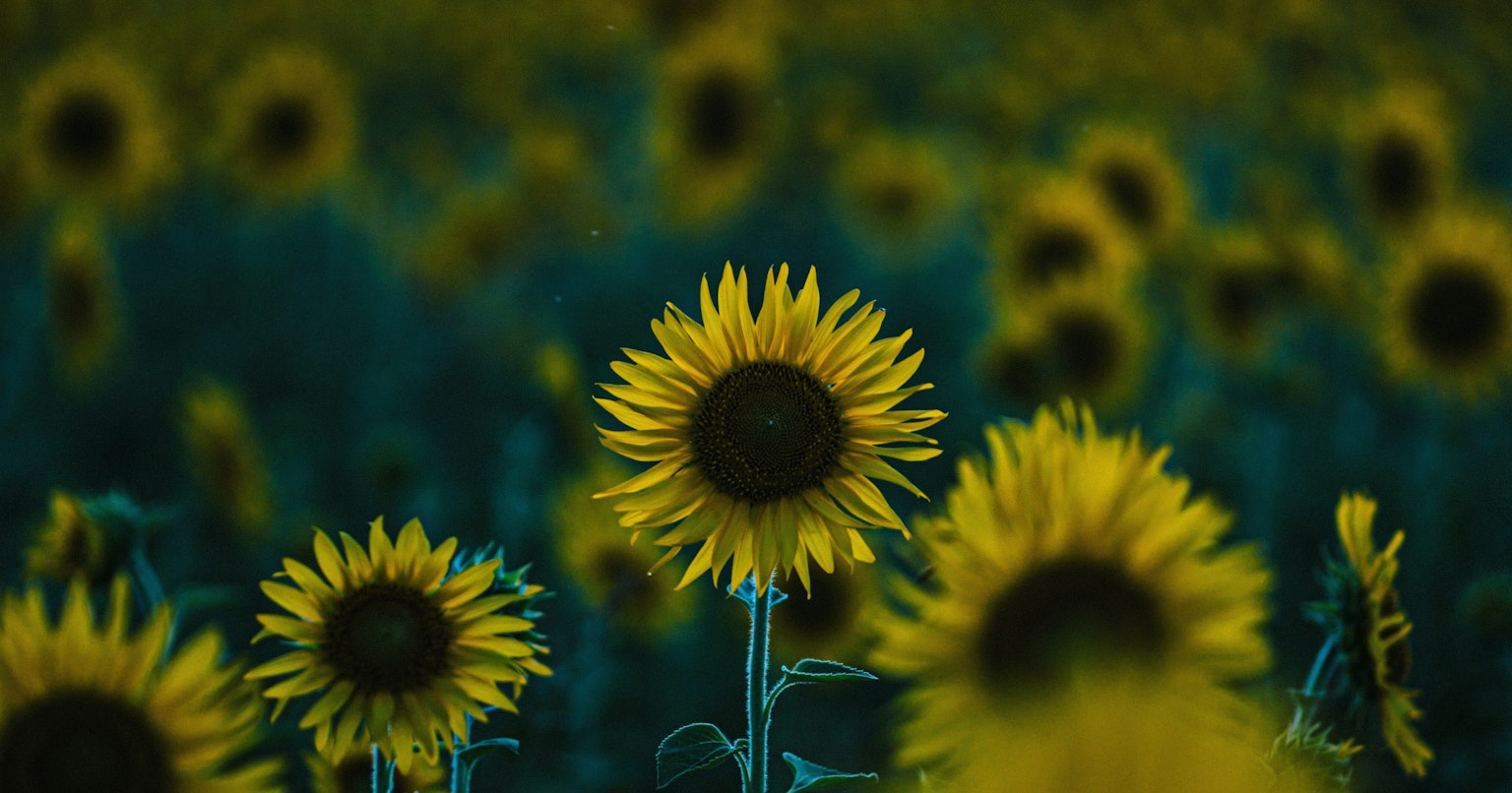 2025-09-rozaroza-landscape-photography-cover-image