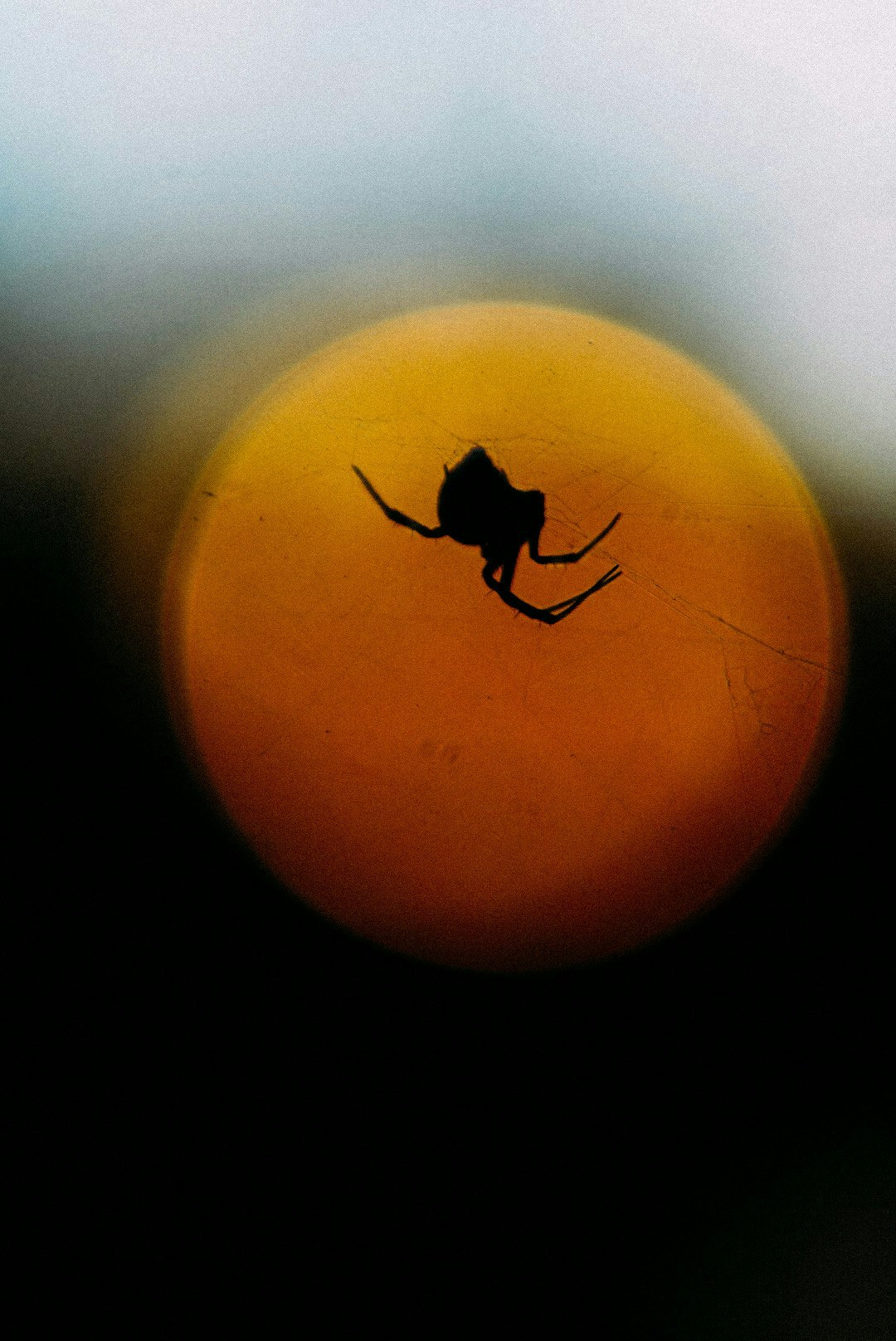 2024-12-100-years-of-future-blooms-award-image-20