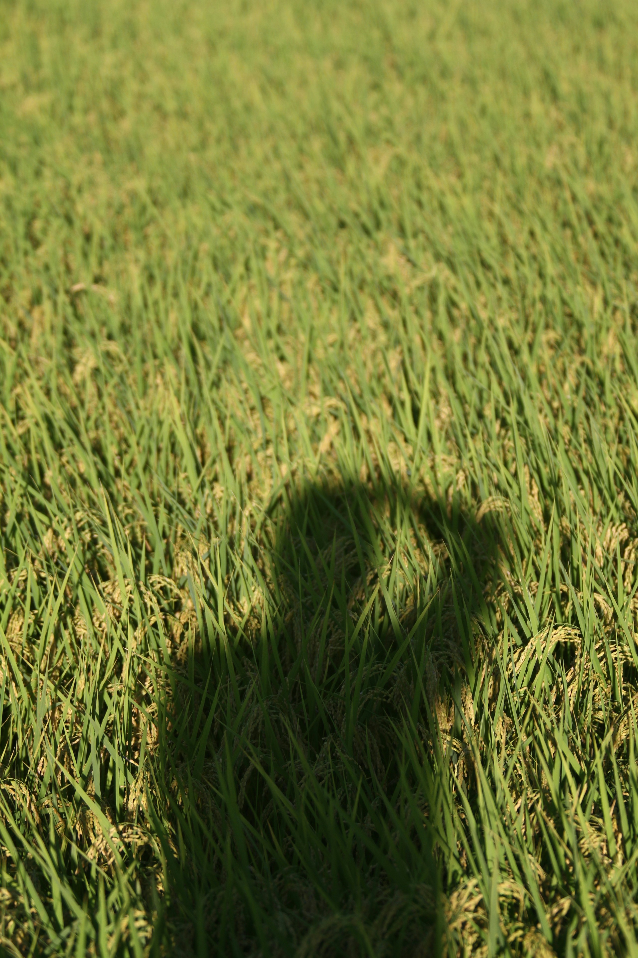 Photo by yu_photographer
