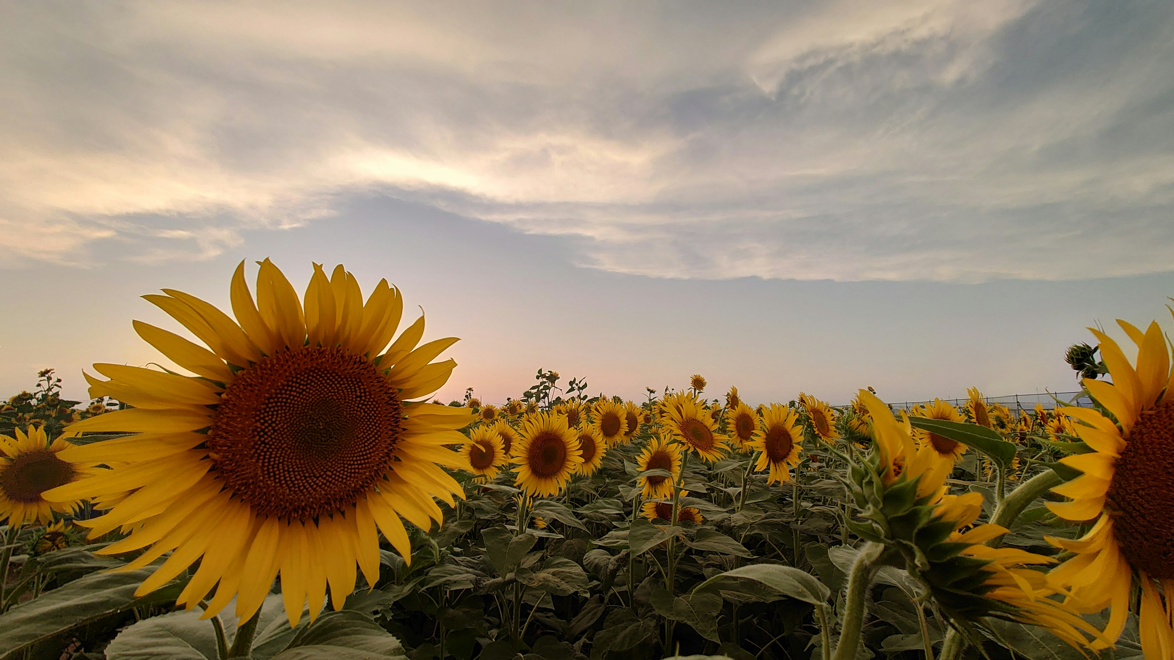 2024-08-sunflower-photography-in-japan-image-18