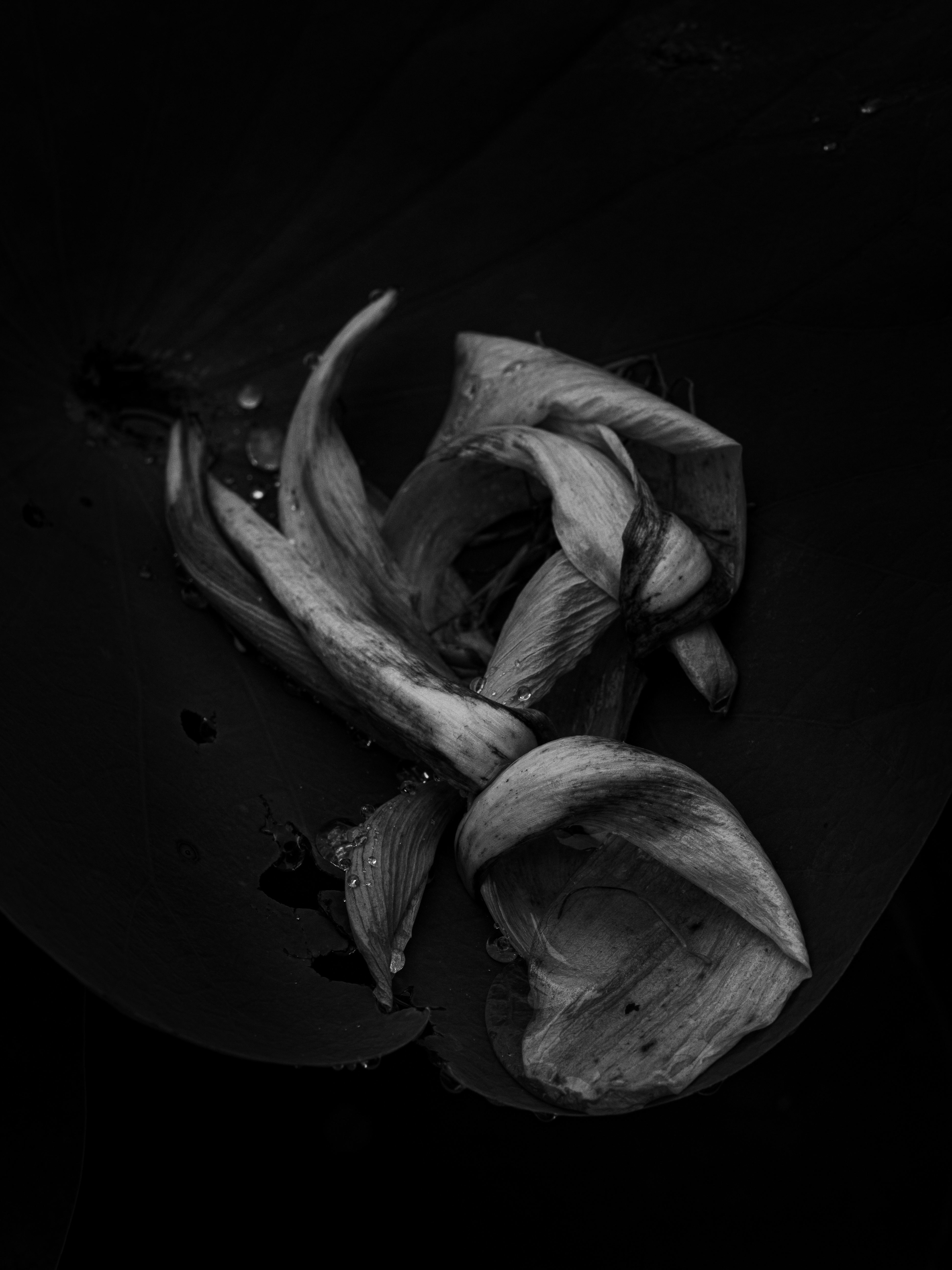 2025-12-shadows-of-light-image-12