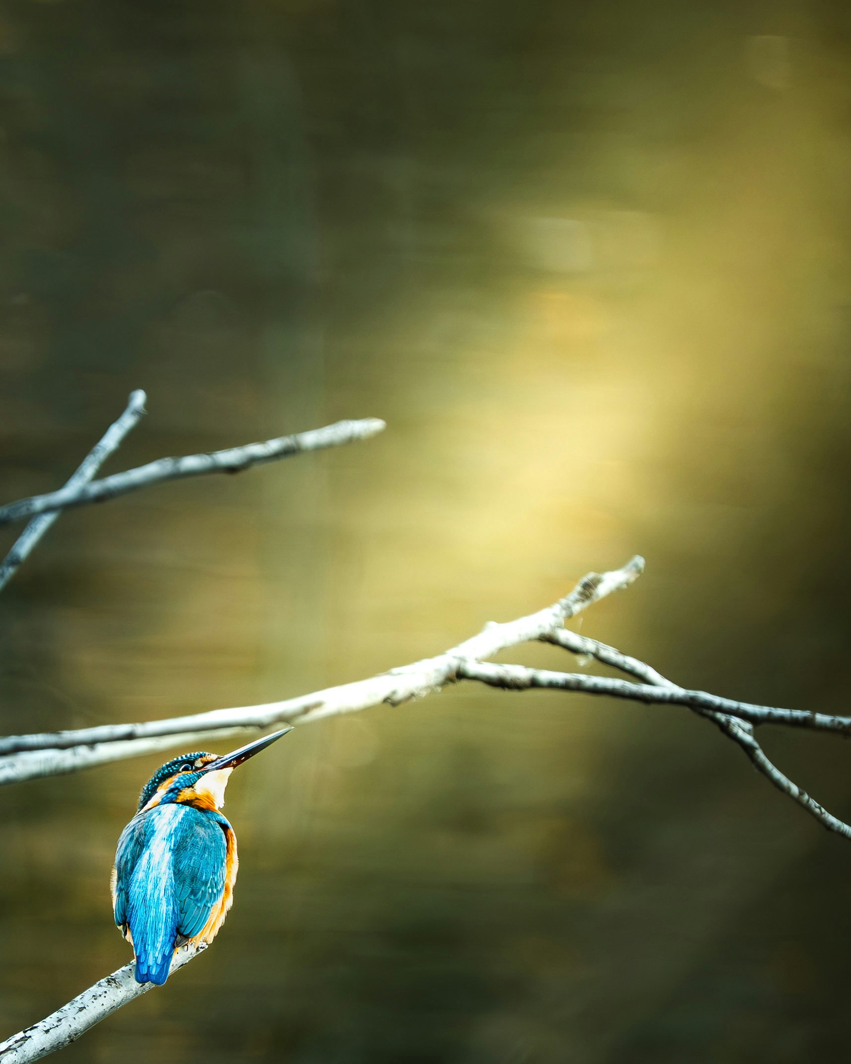 2026-03-animal-report-image-5