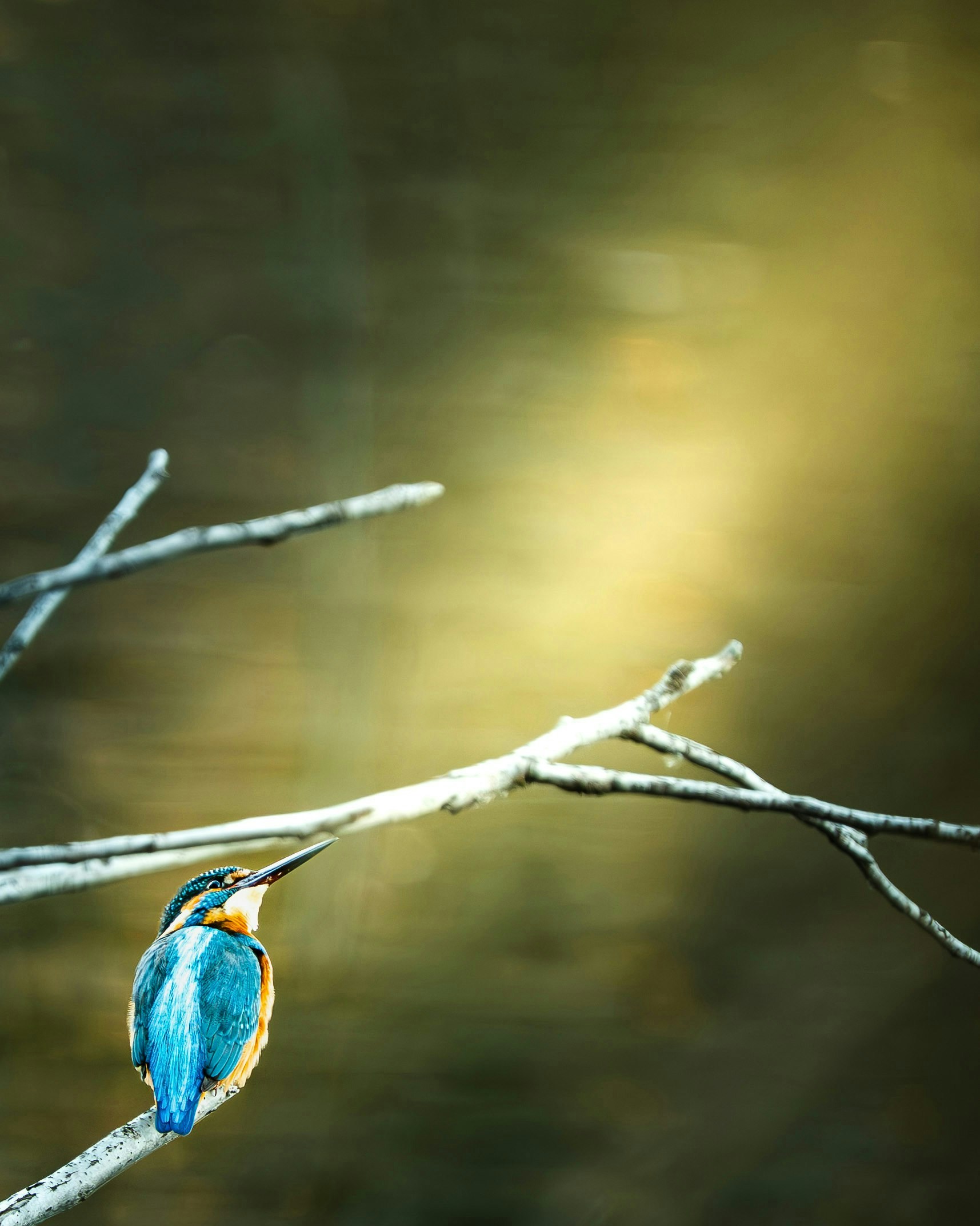 2026-03-animal-report-image-5