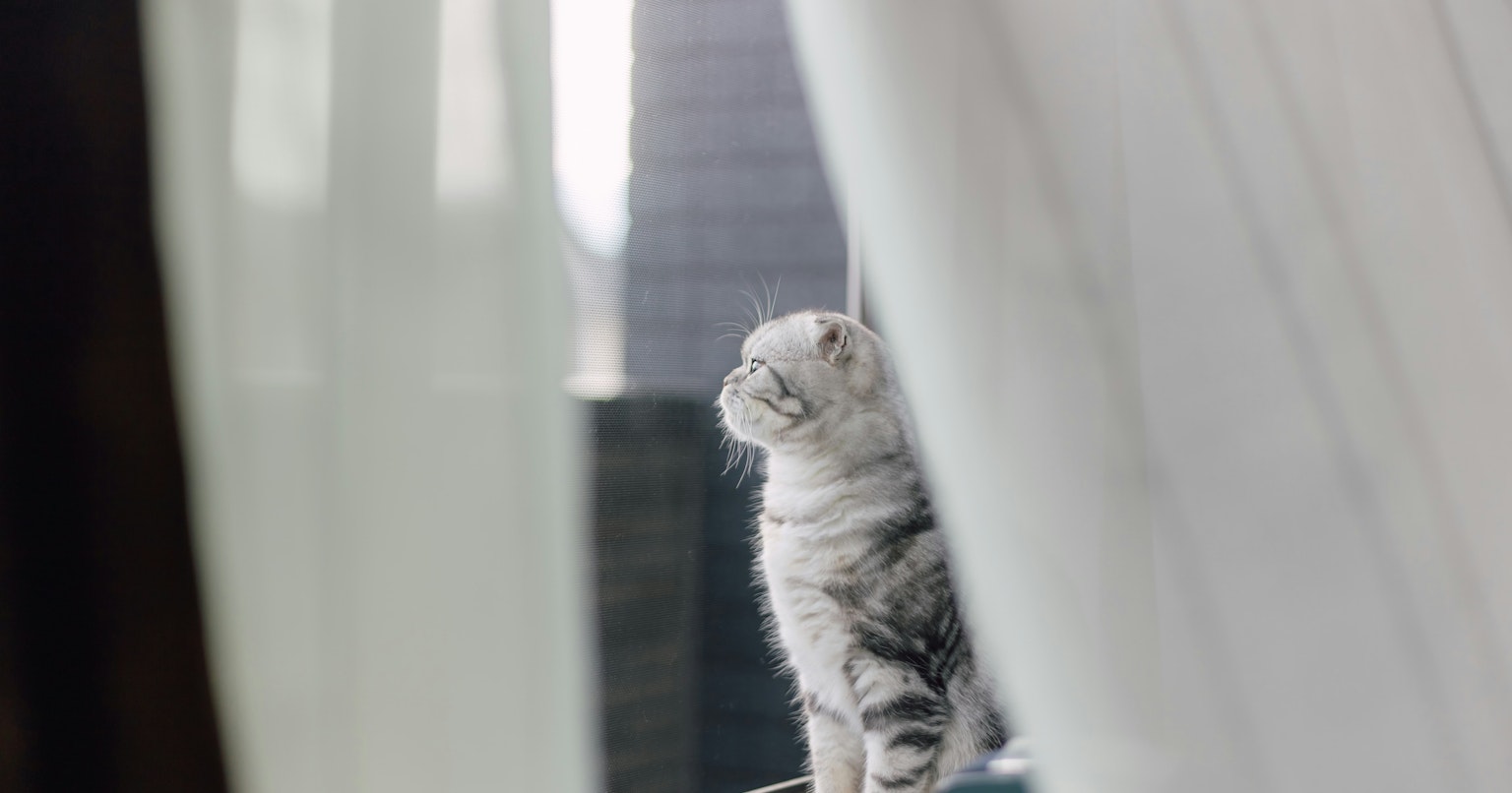 2025-11-cat-in-photography-cover-image