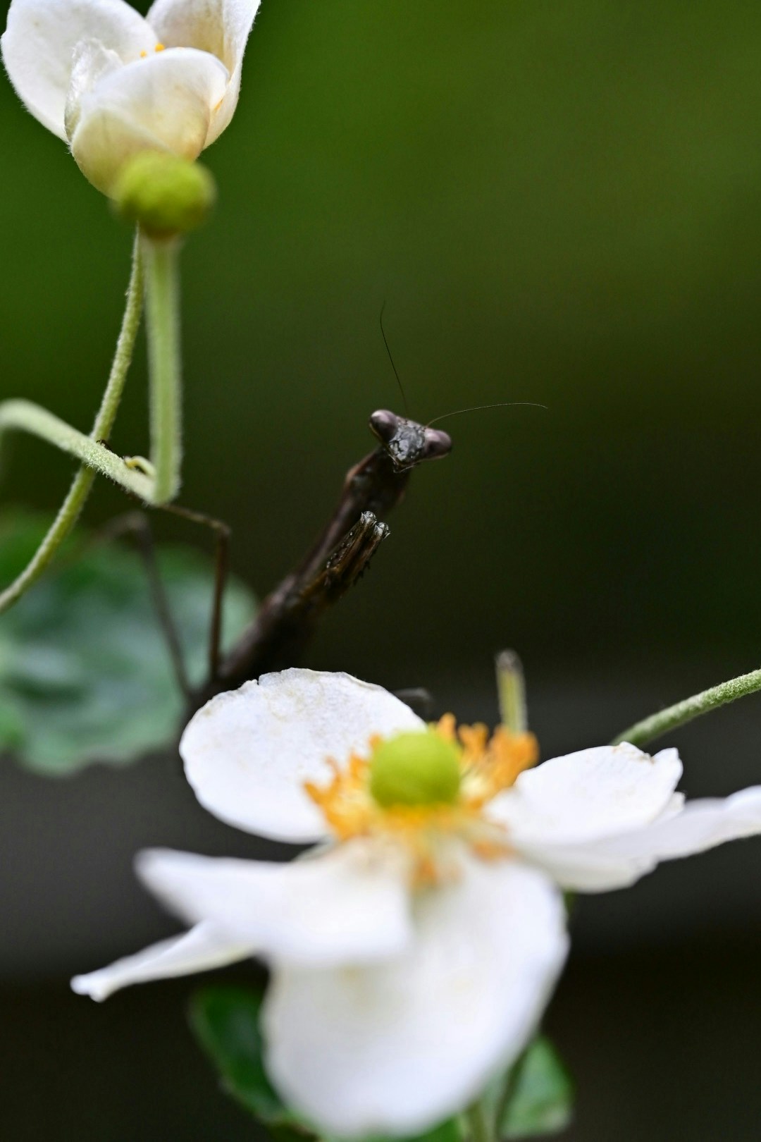 2026-01-tiny-world-adventure-with-insect-image-12