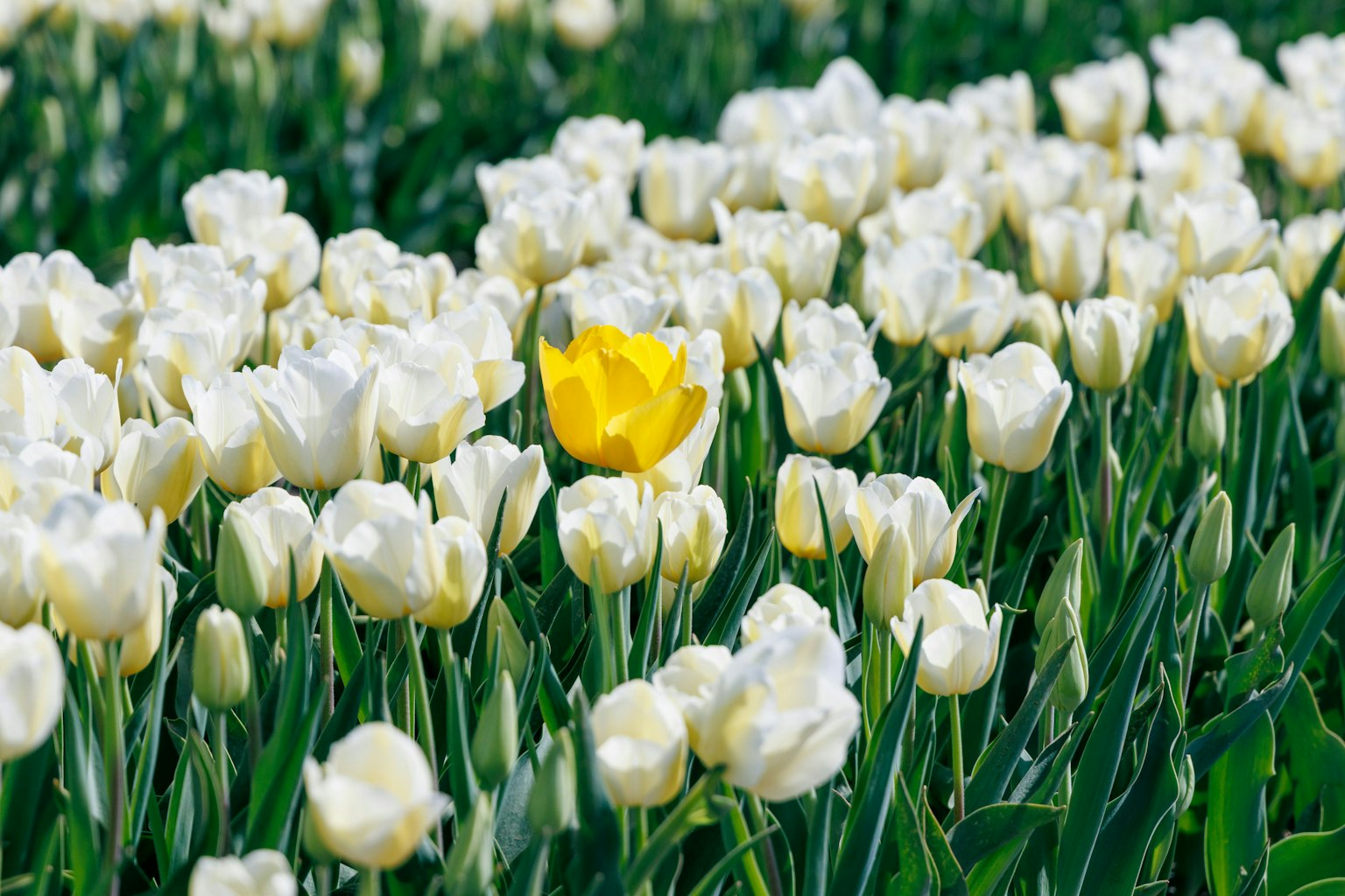 2025-04-pick-up-photos-no-94-98-image-11