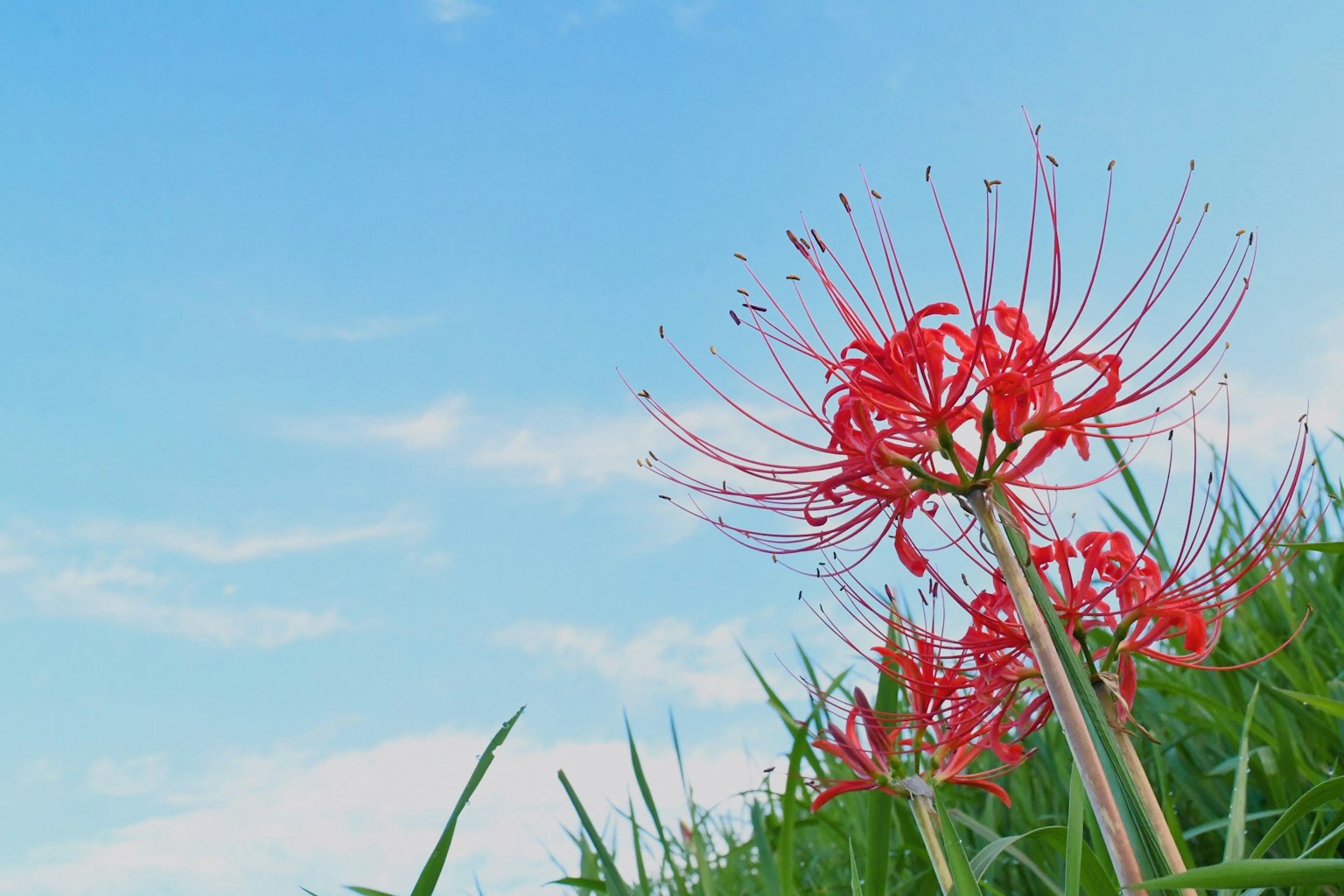 2024-09-lycoris-photograph-image-15