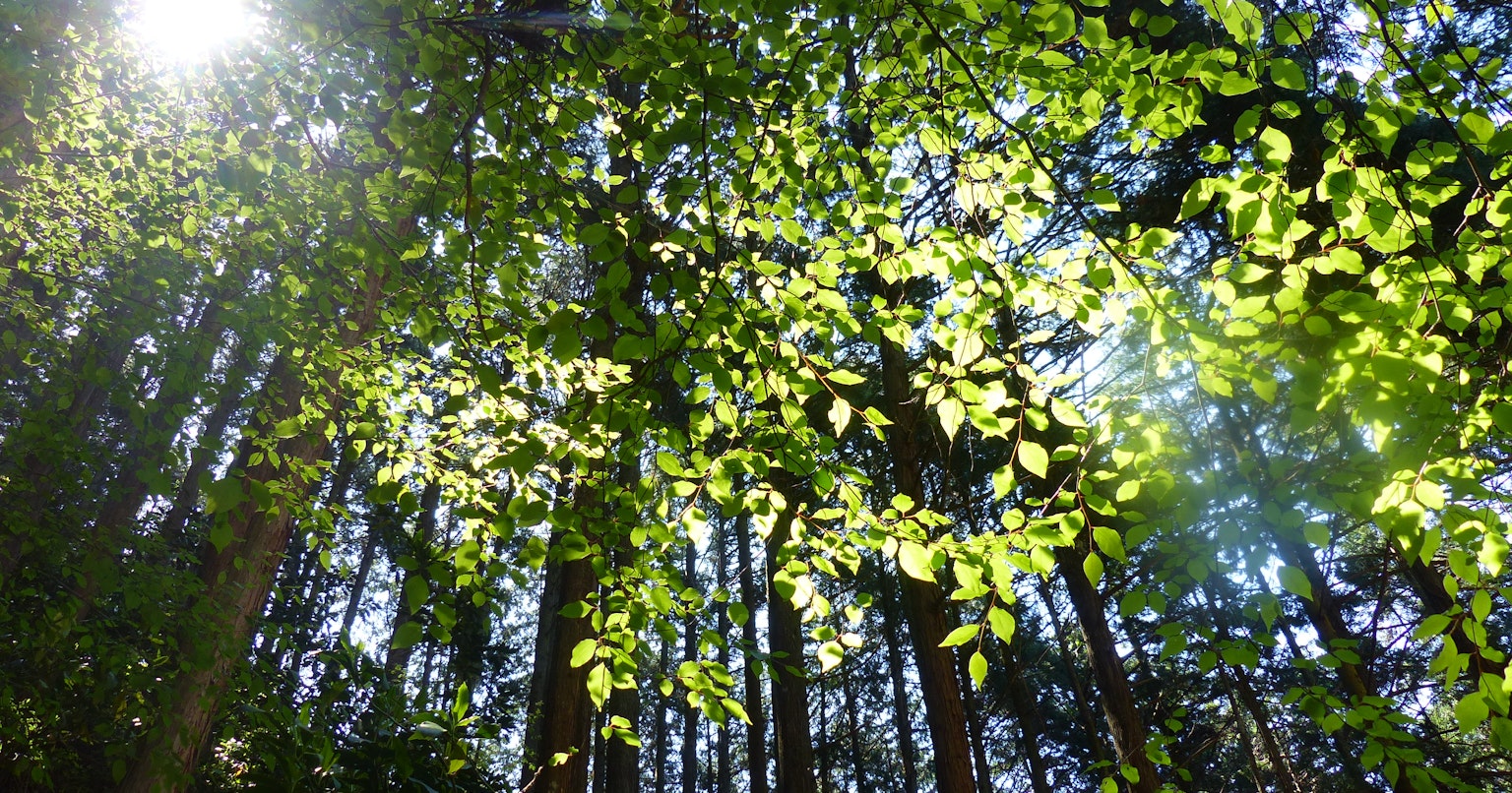2024-04-seasonal-mountain-cover-image